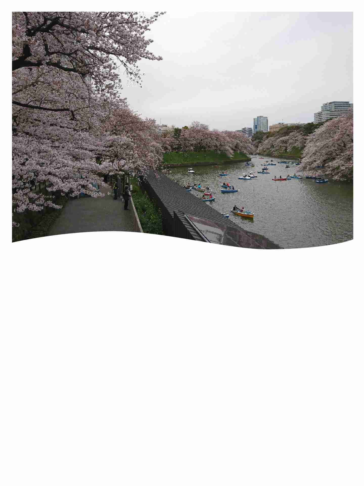 がるちゃん民の撮影した桜が見たい!