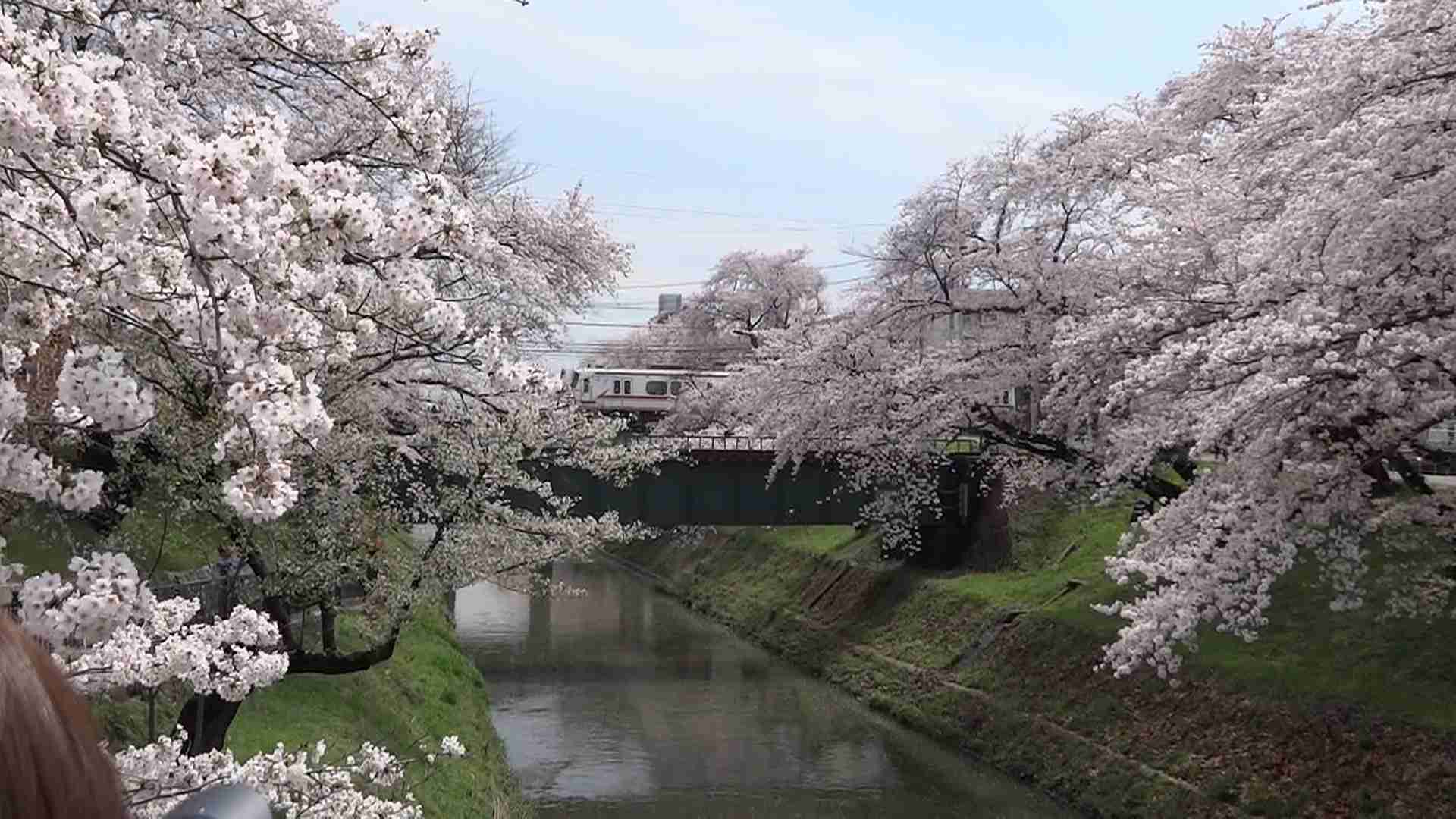 がるちゃん民の撮影した桜が見たい!