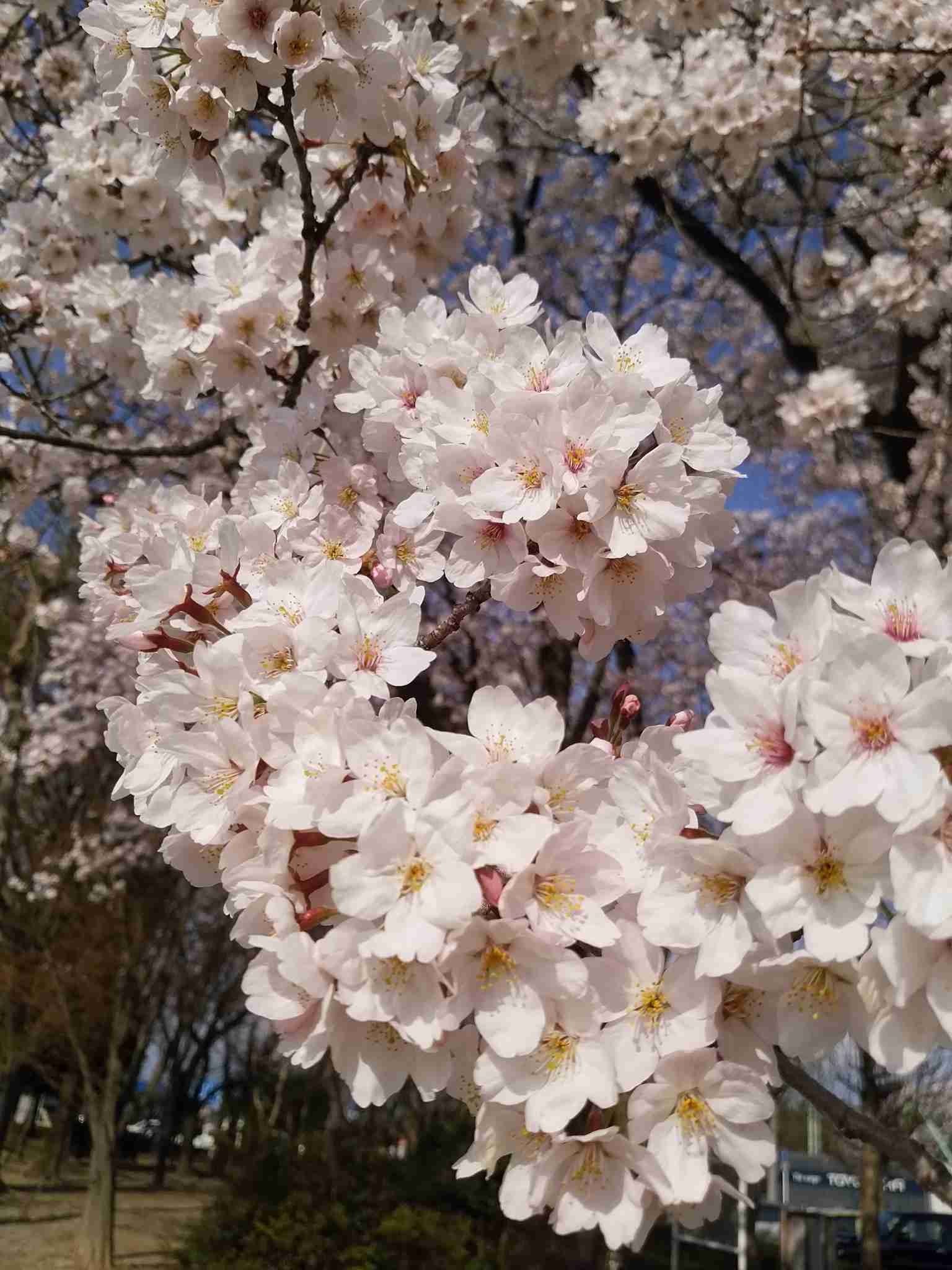 がるちゃん民の撮影した桜が見たい!