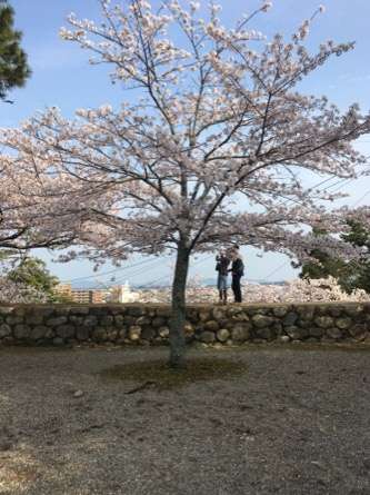 がるちゃん民の撮影した桜が見たい!