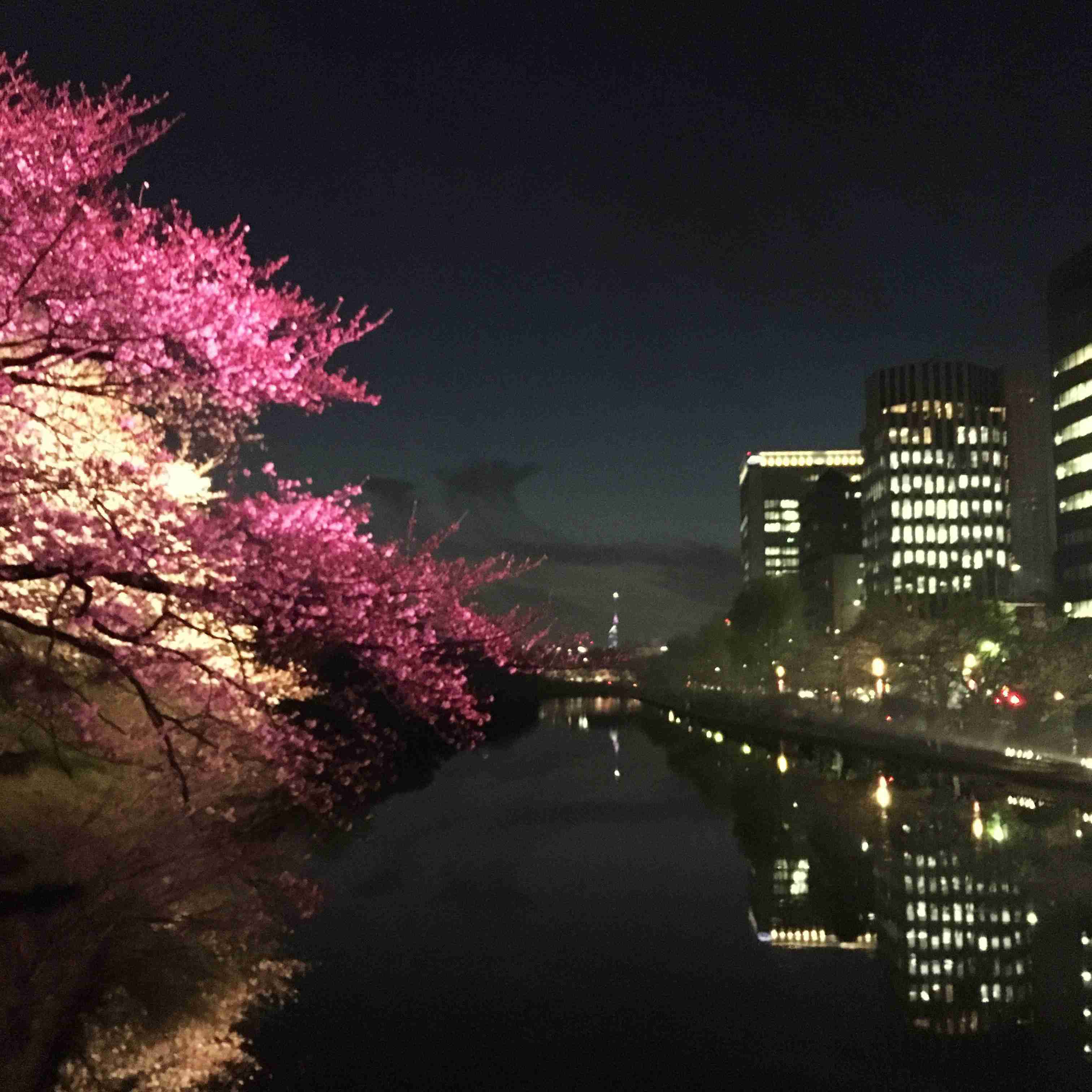 がるちゃん民の撮影した桜が見たい!