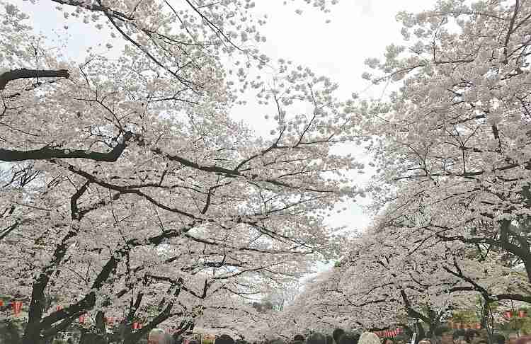 がるちゃん民の撮影した桜が見たい!