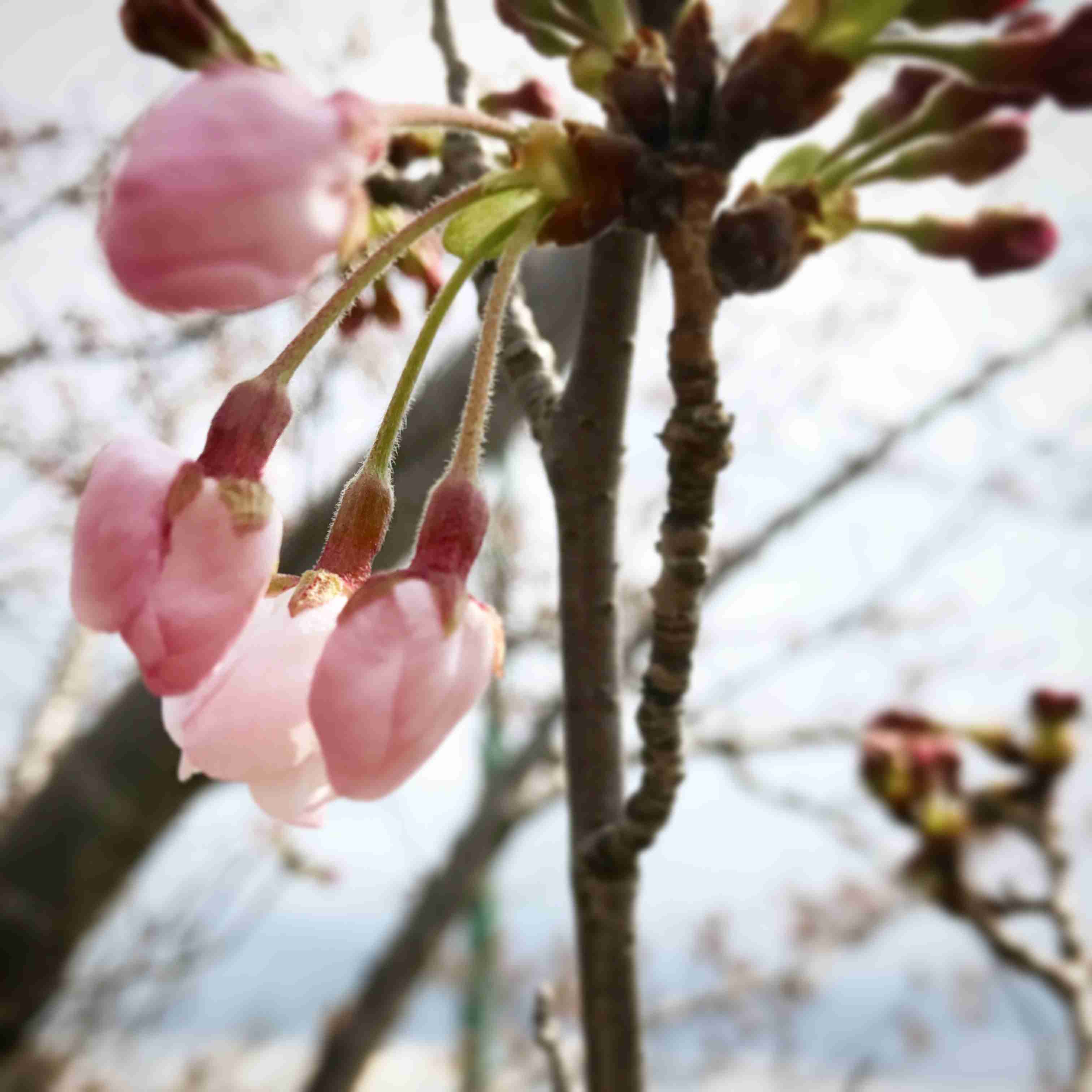 がるちゃん民の撮影した桜が見たい!