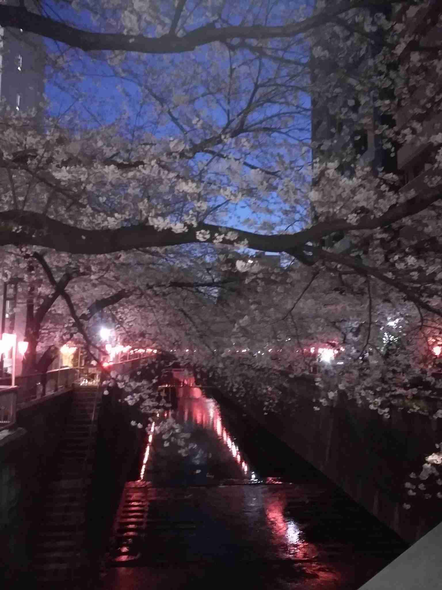 がるちゃん民の撮影した桜が見たい!