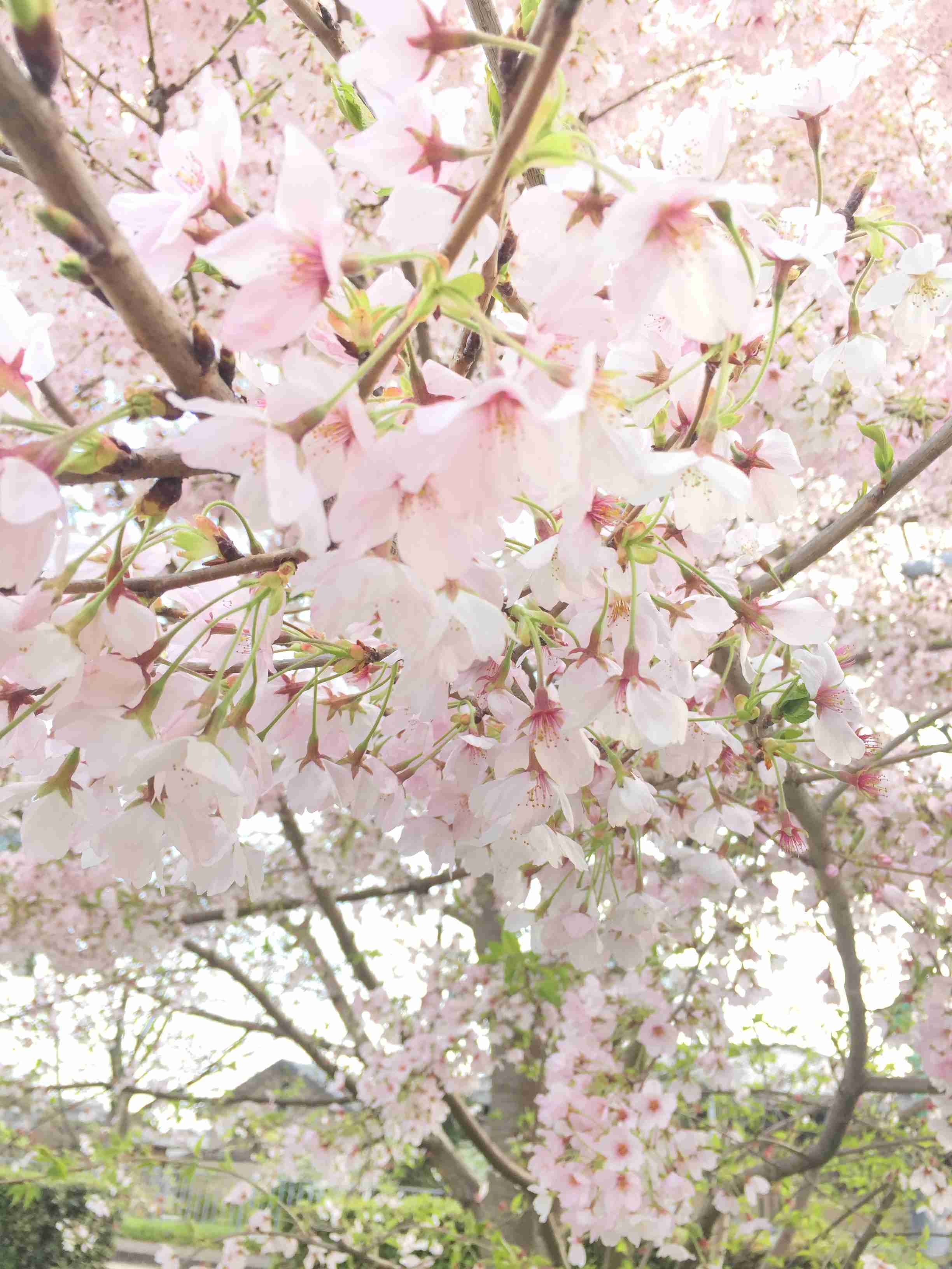 がるちゃん民の撮影した桜が見たい!