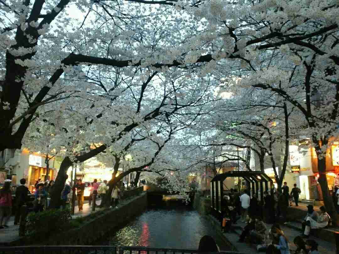 がるちゃん民の撮影した桜が見たい!
