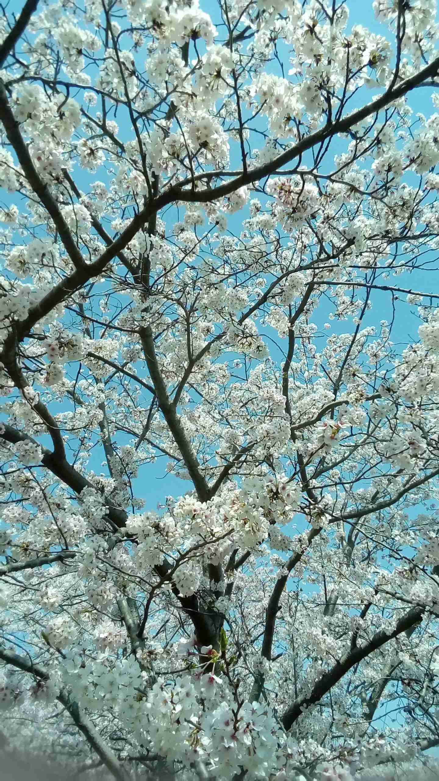 がるちゃん民の撮影した桜が見たい!