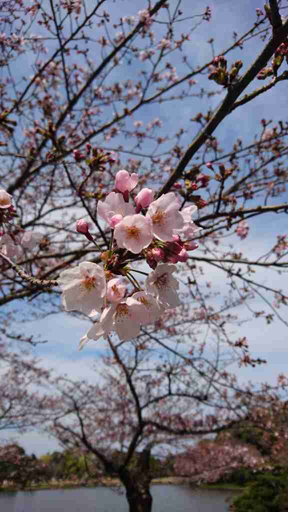 がるちゃん民の撮影した桜が見たい!