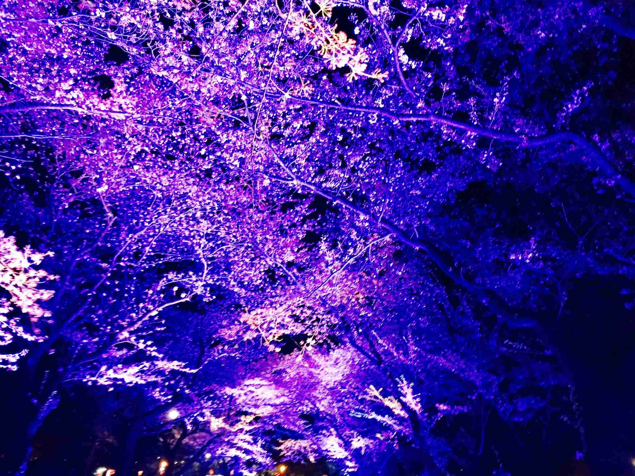 がるちゃん民の撮影した桜が見たい!