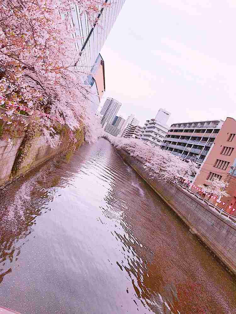 がるちゃん民の撮影した桜が見たい!