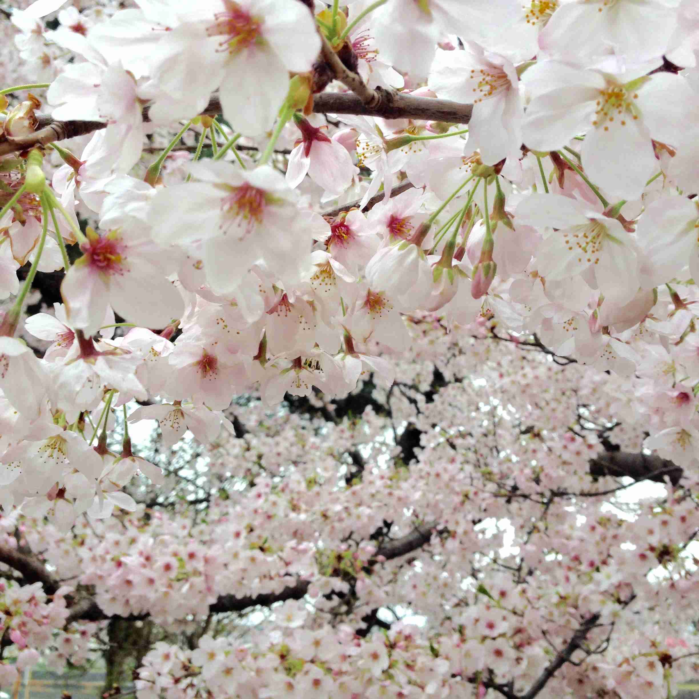 がるちゃん民の撮影した桜が見たい!