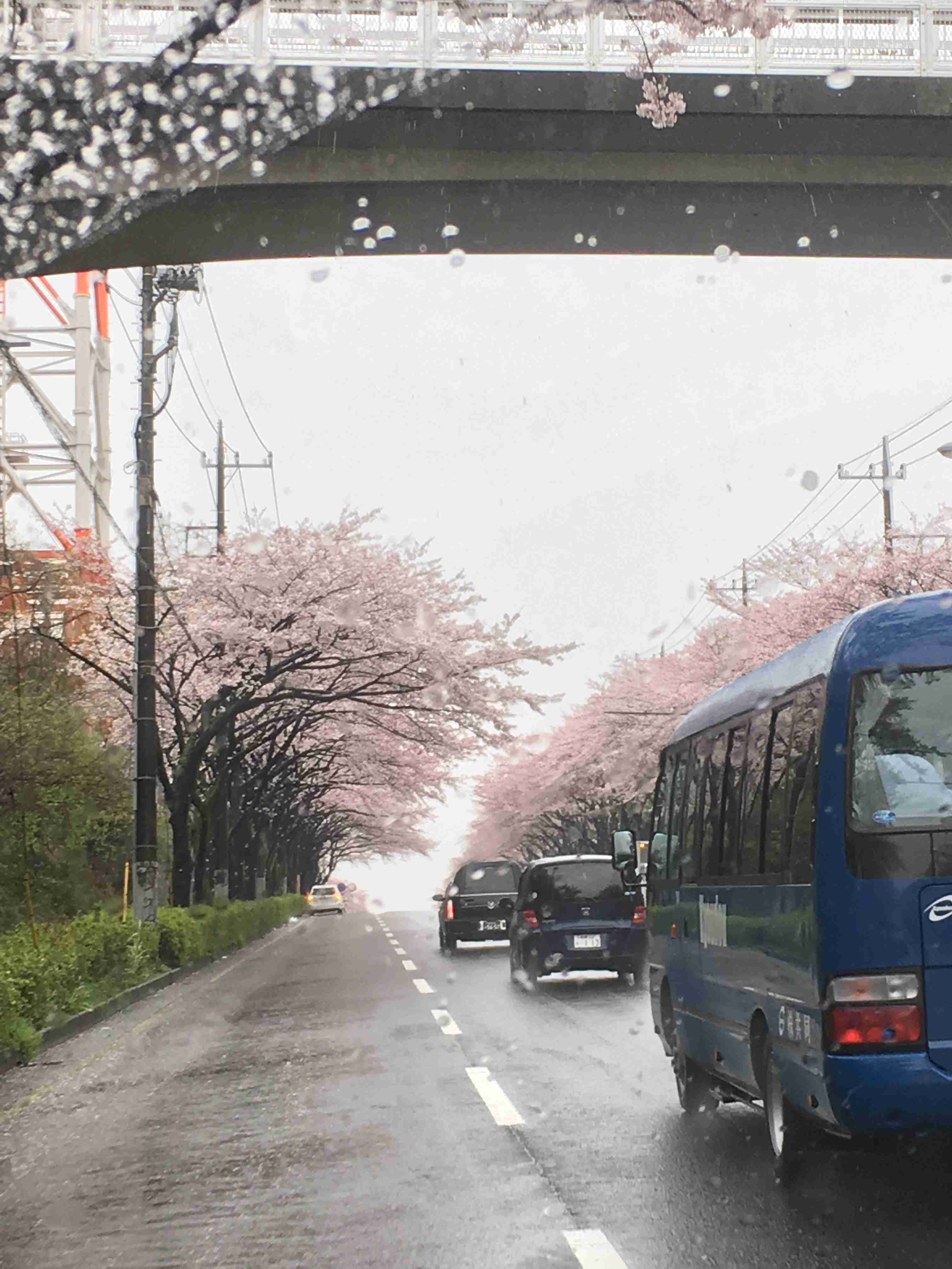 がるちゃん民の撮影した桜が見たい!