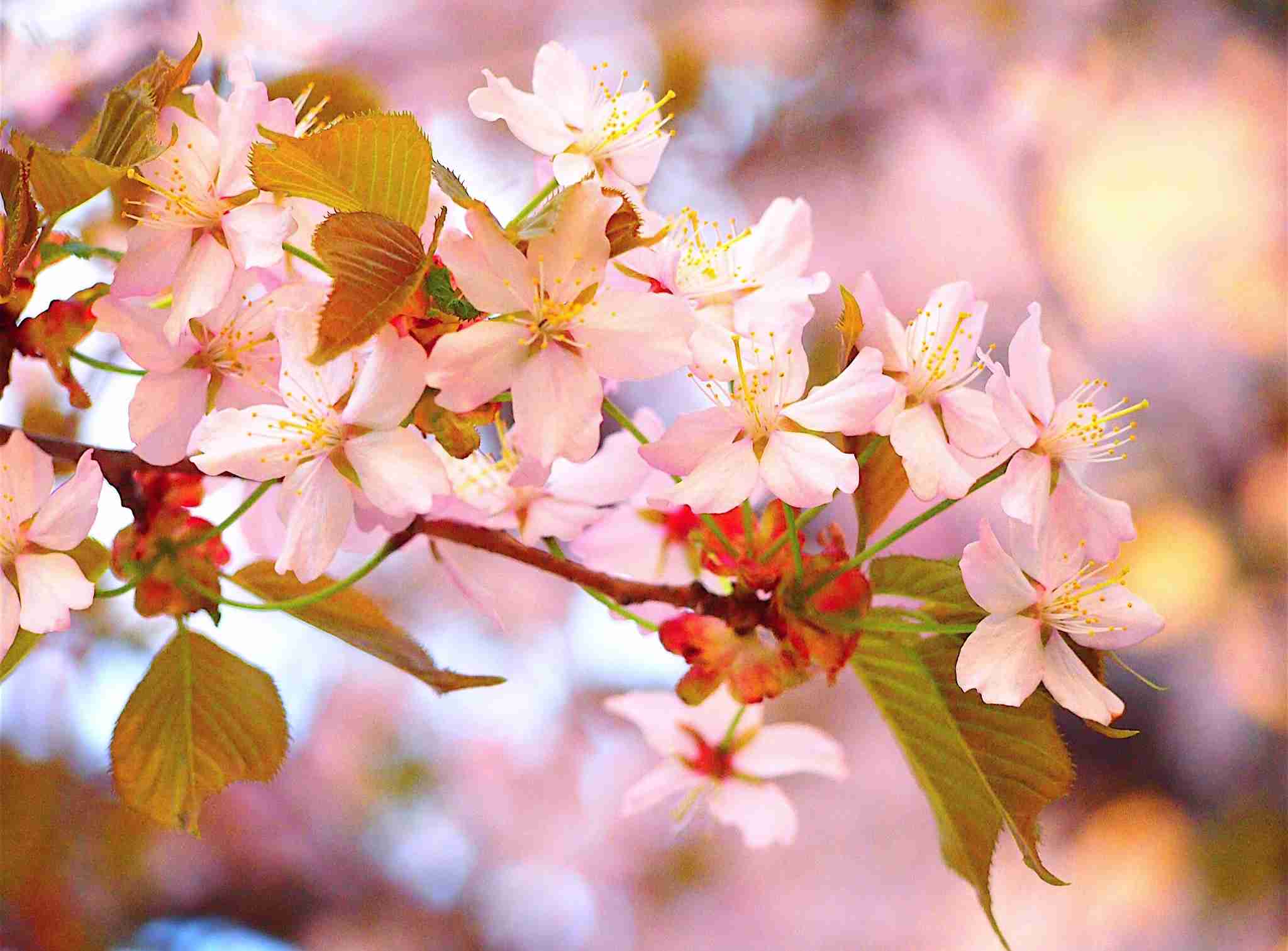 がるちゃん民の撮影した桜が見たい!