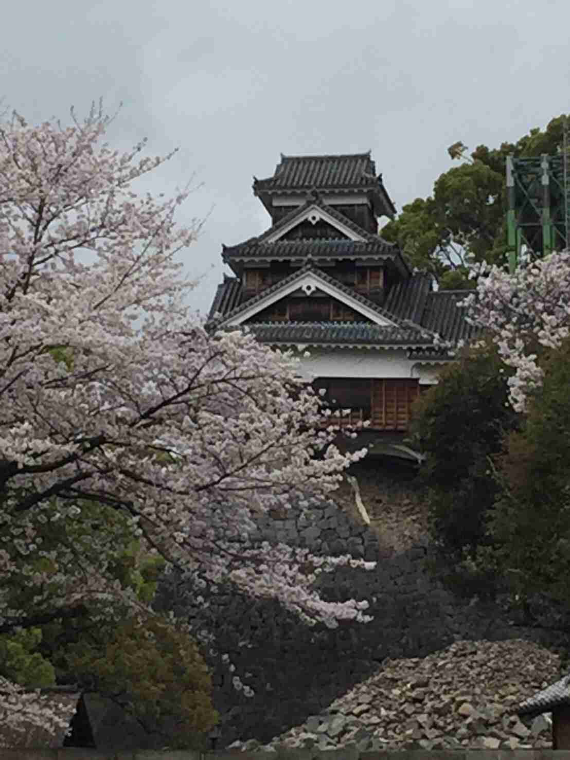 がるちゃん民の撮影した桜が見たい!