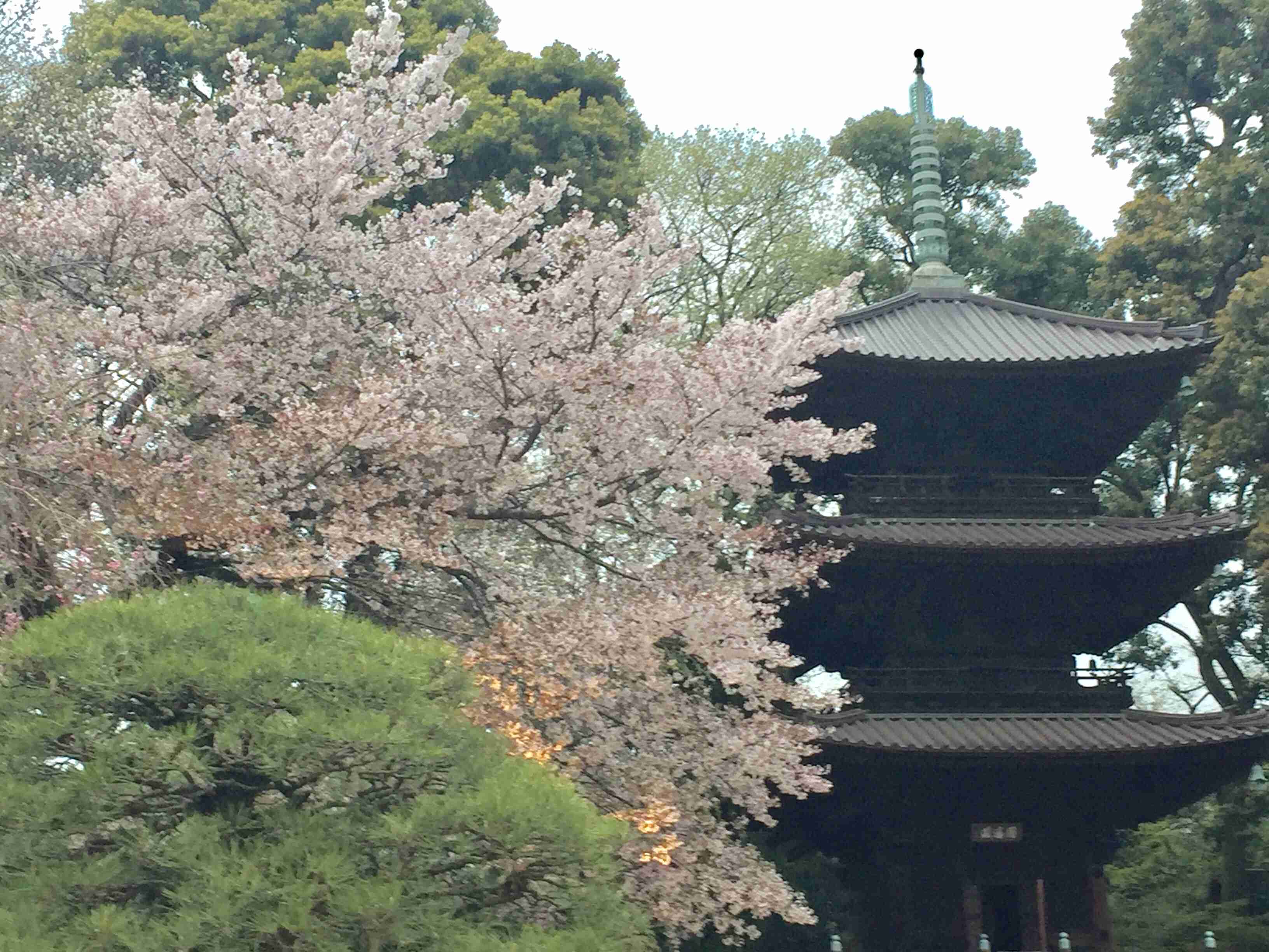がるちゃん民の撮影した桜が見たい!