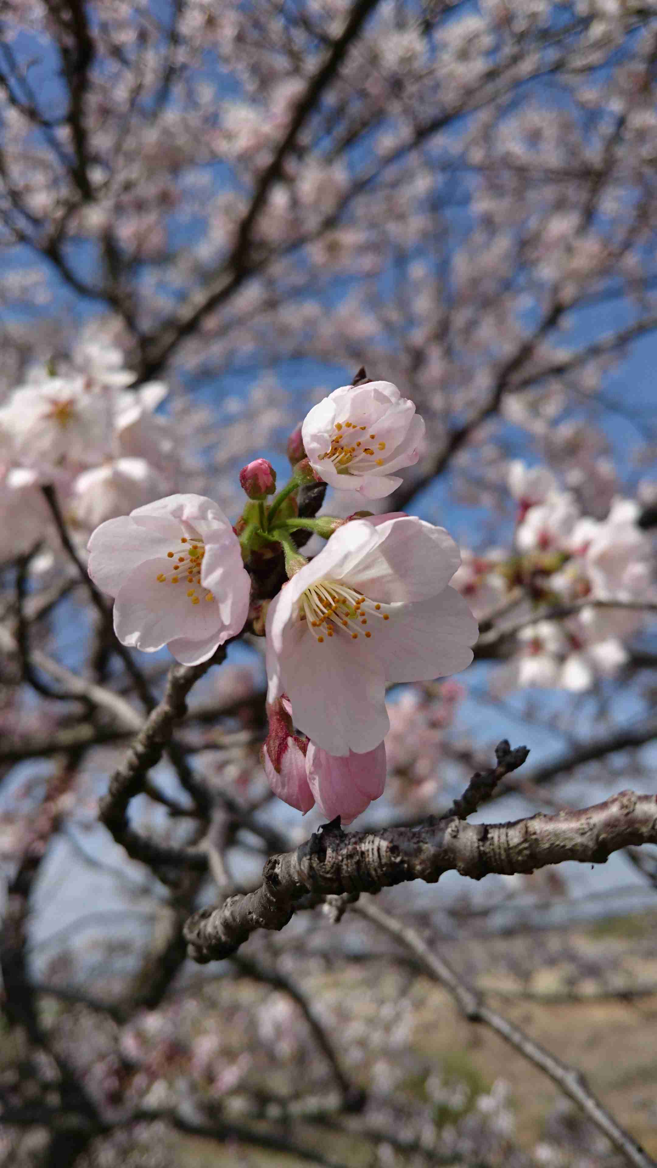 がるちゃん民の撮影した桜が見たい!