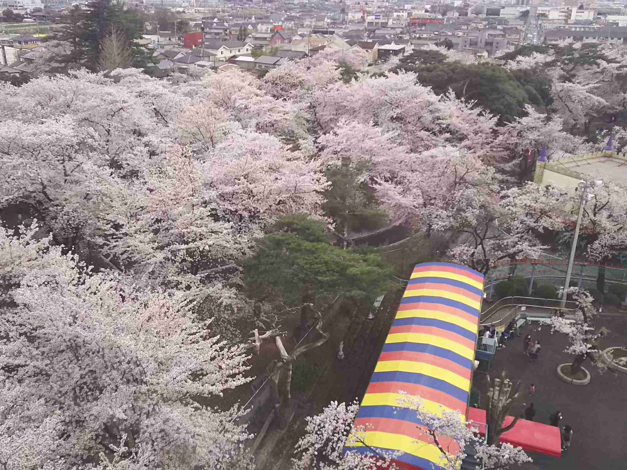 がるちゃん民の撮影した桜が見たい!