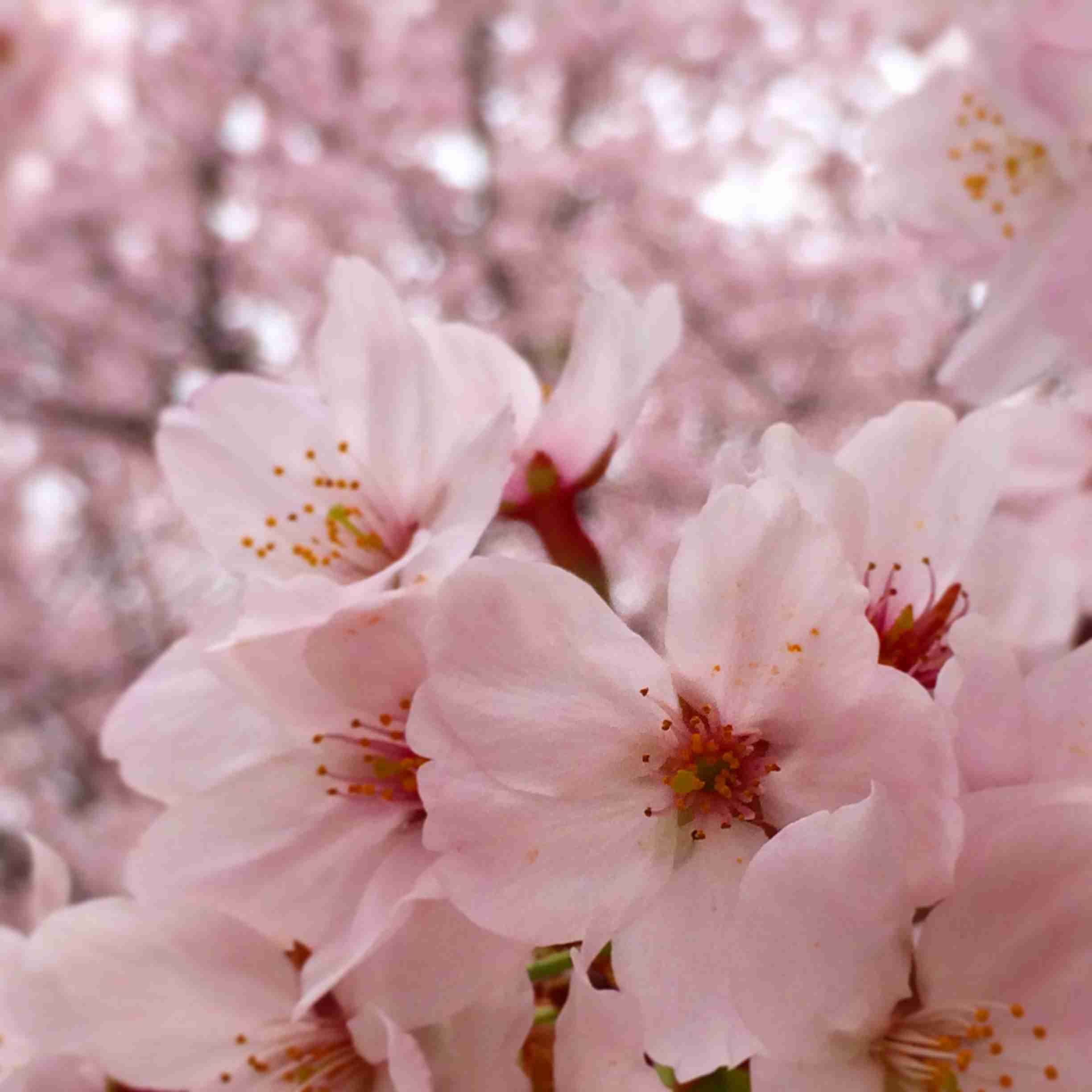 がるちゃん民の撮影した桜が見たい!