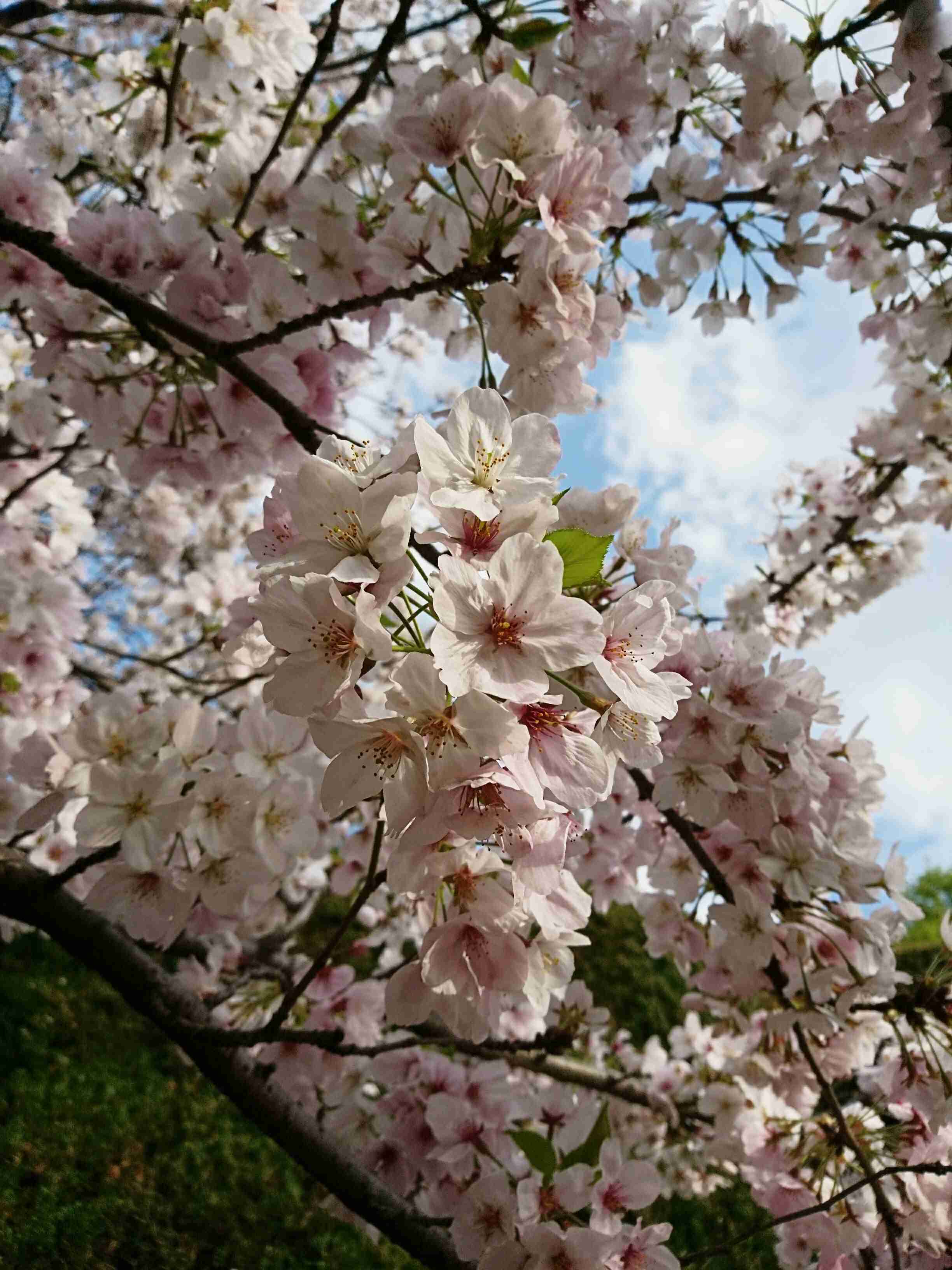 がるちゃん民の撮影した桜が見たい!