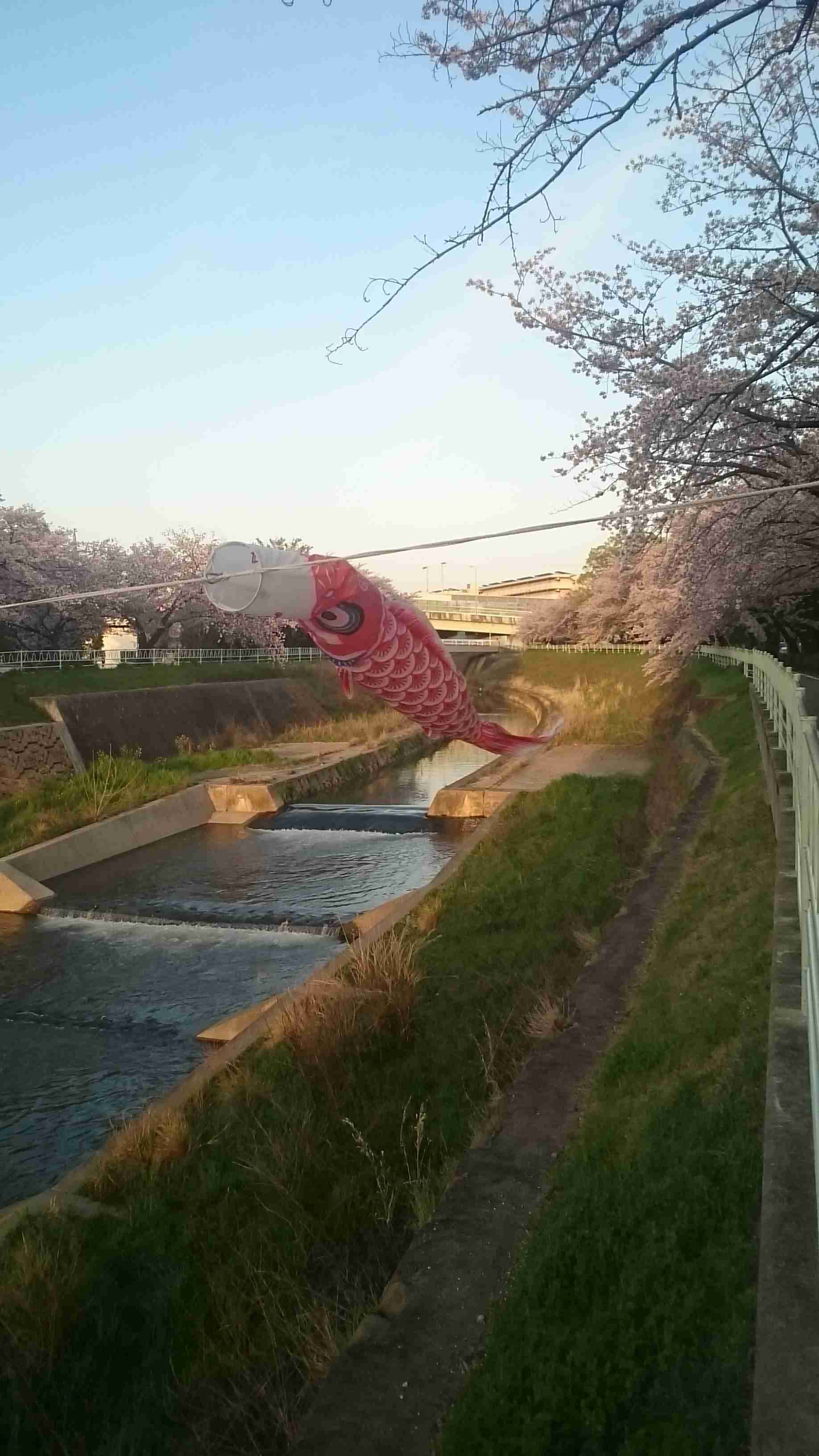 がるちゃん民の撮影した桜が見たい!