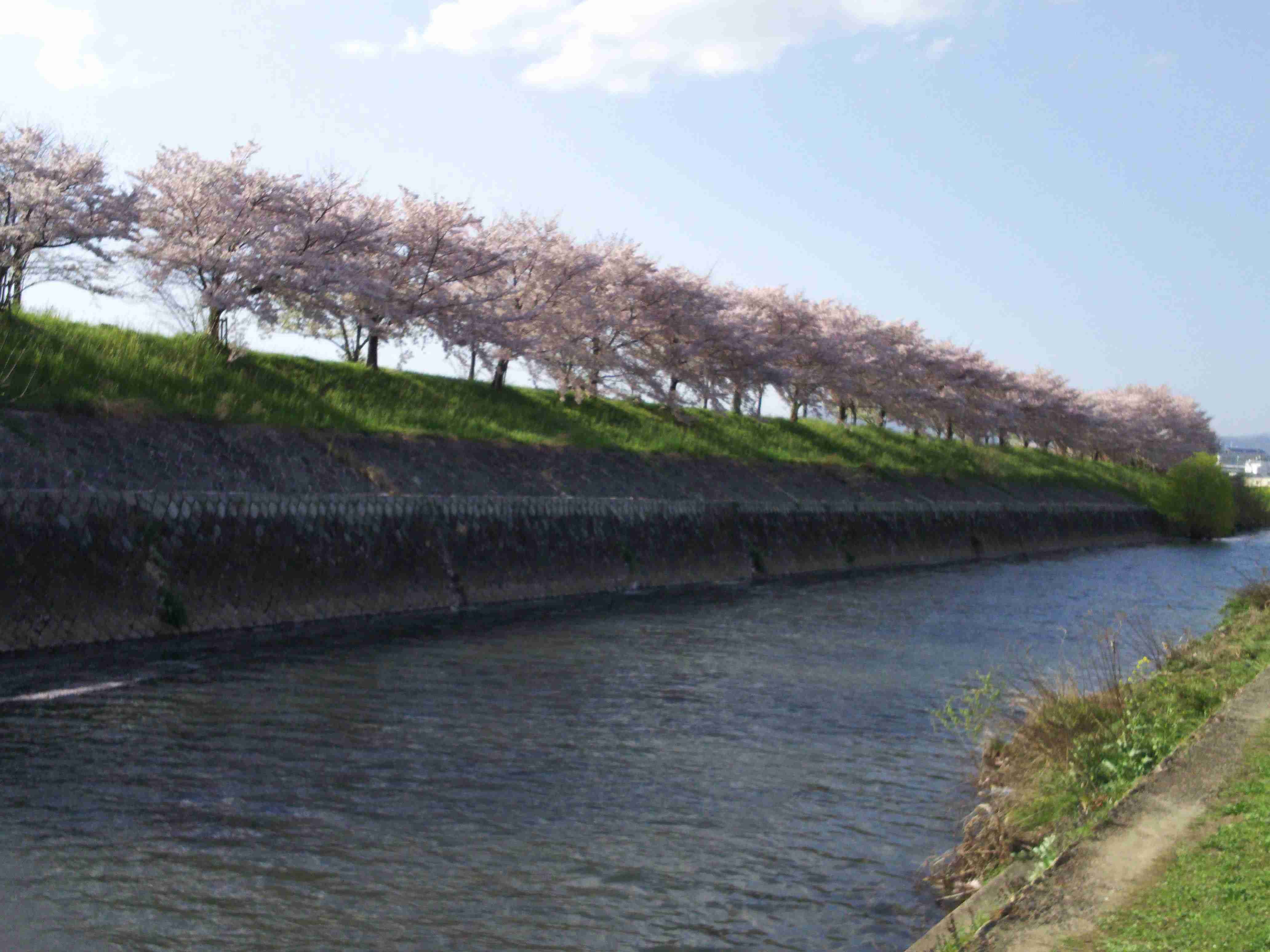 がるちゃん民の撮影した桜が見たい!