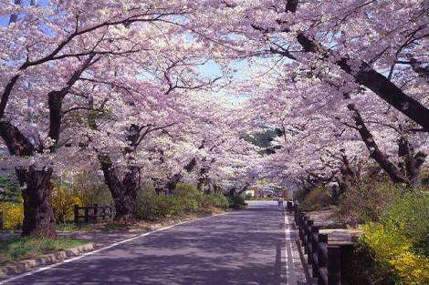 がるちゃん民の撮影した桜が見たい!