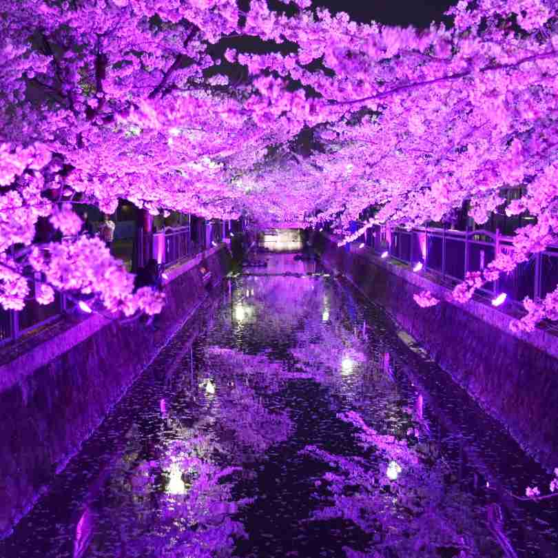 がるちゃん民の撮影した桜が見たい!
