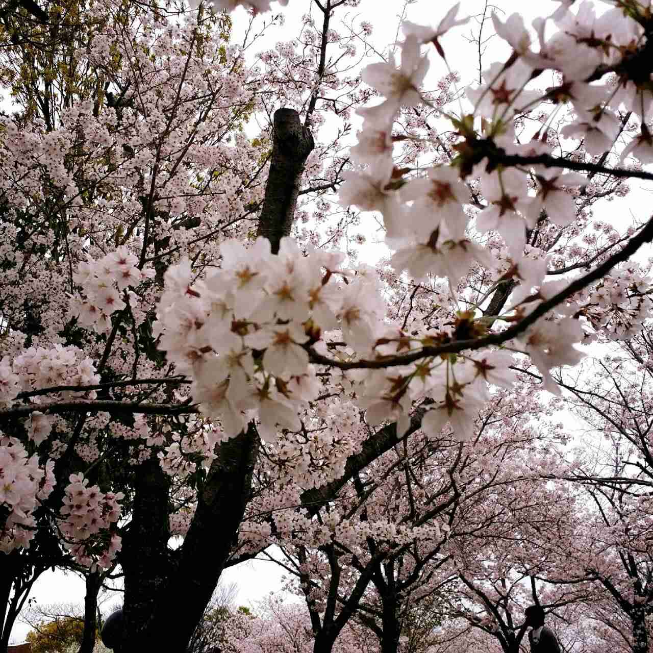 がるちゃん民の撮影した桜が見たい!