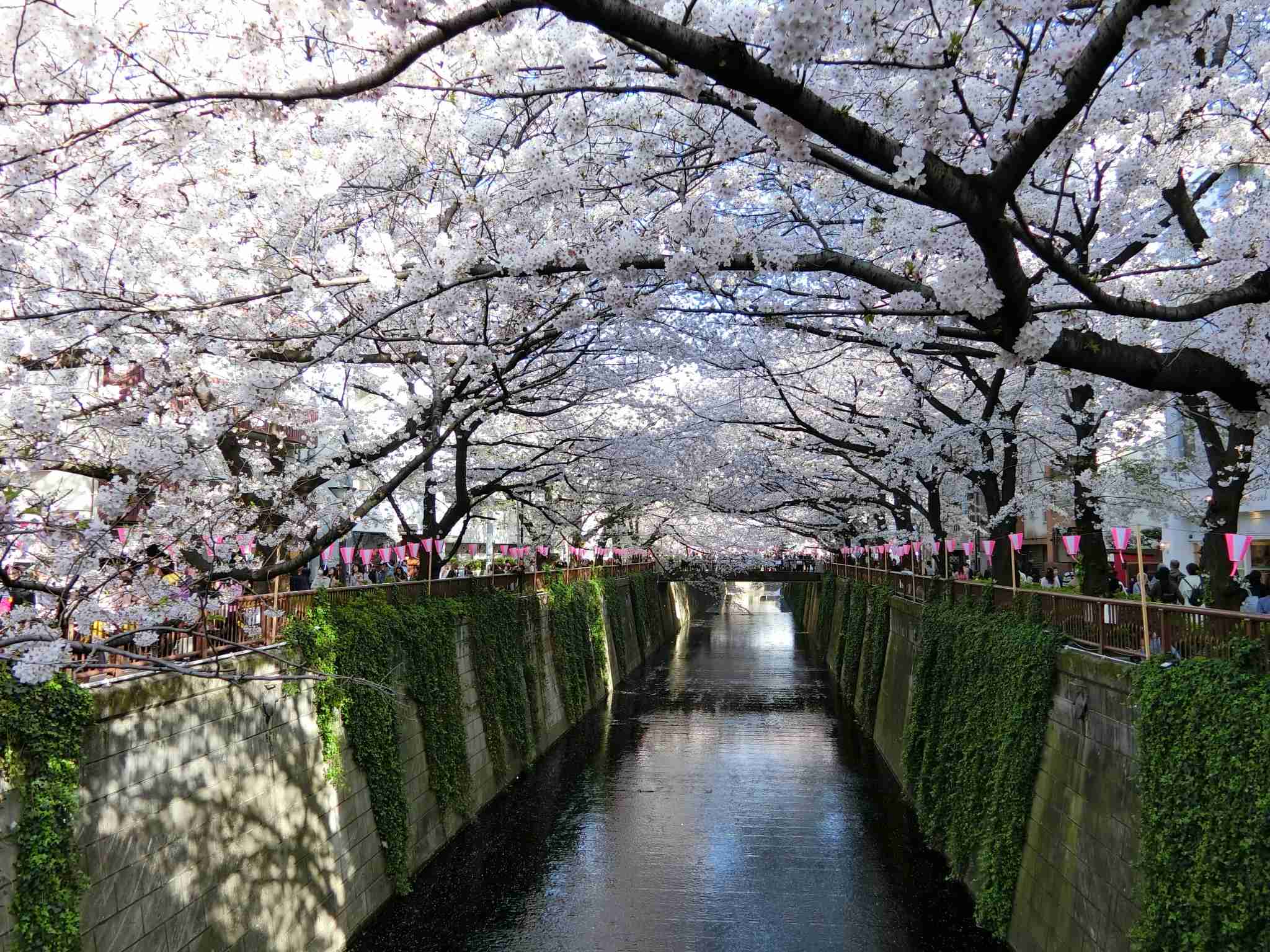 がるちゃん民の撮影した桜が見たい!