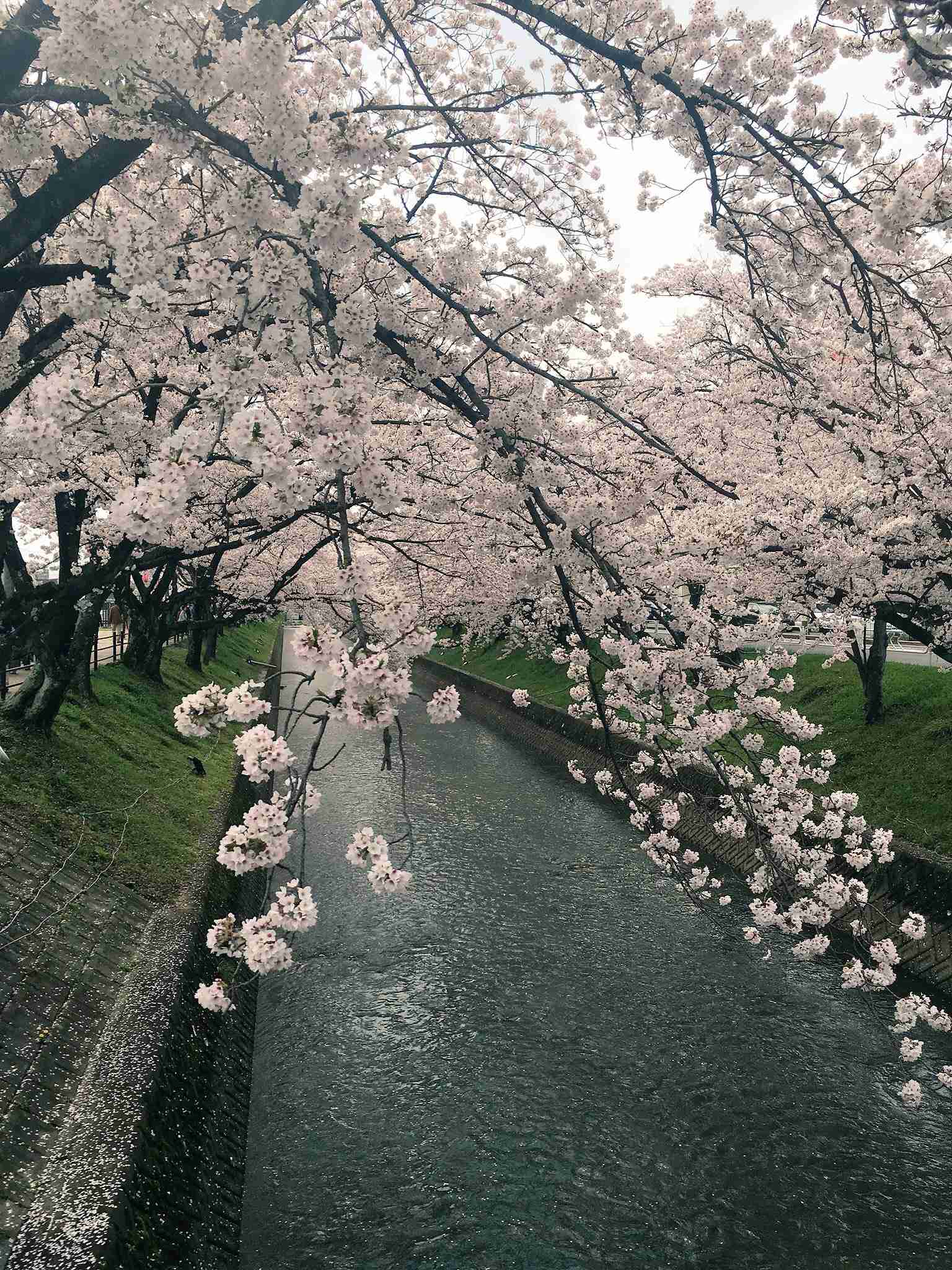 がるちゃん民の撮影した桜が見たい!
