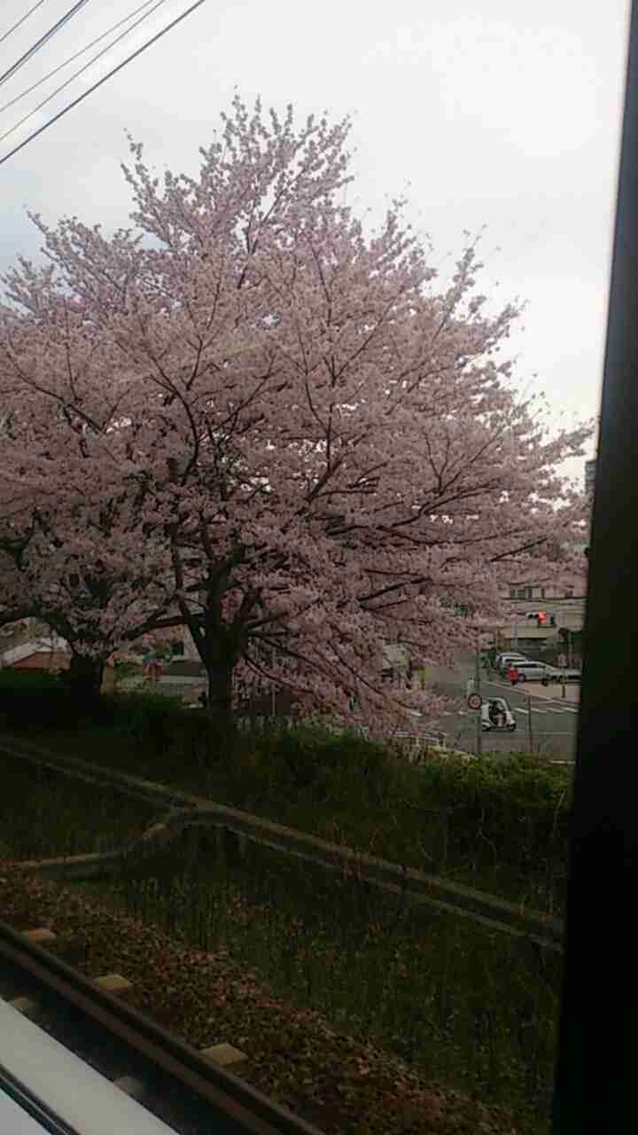 がるちゃん民の撮影した桜が見たい!