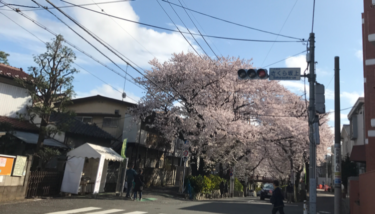 がるちゃん民の撮影した桜が見たい!