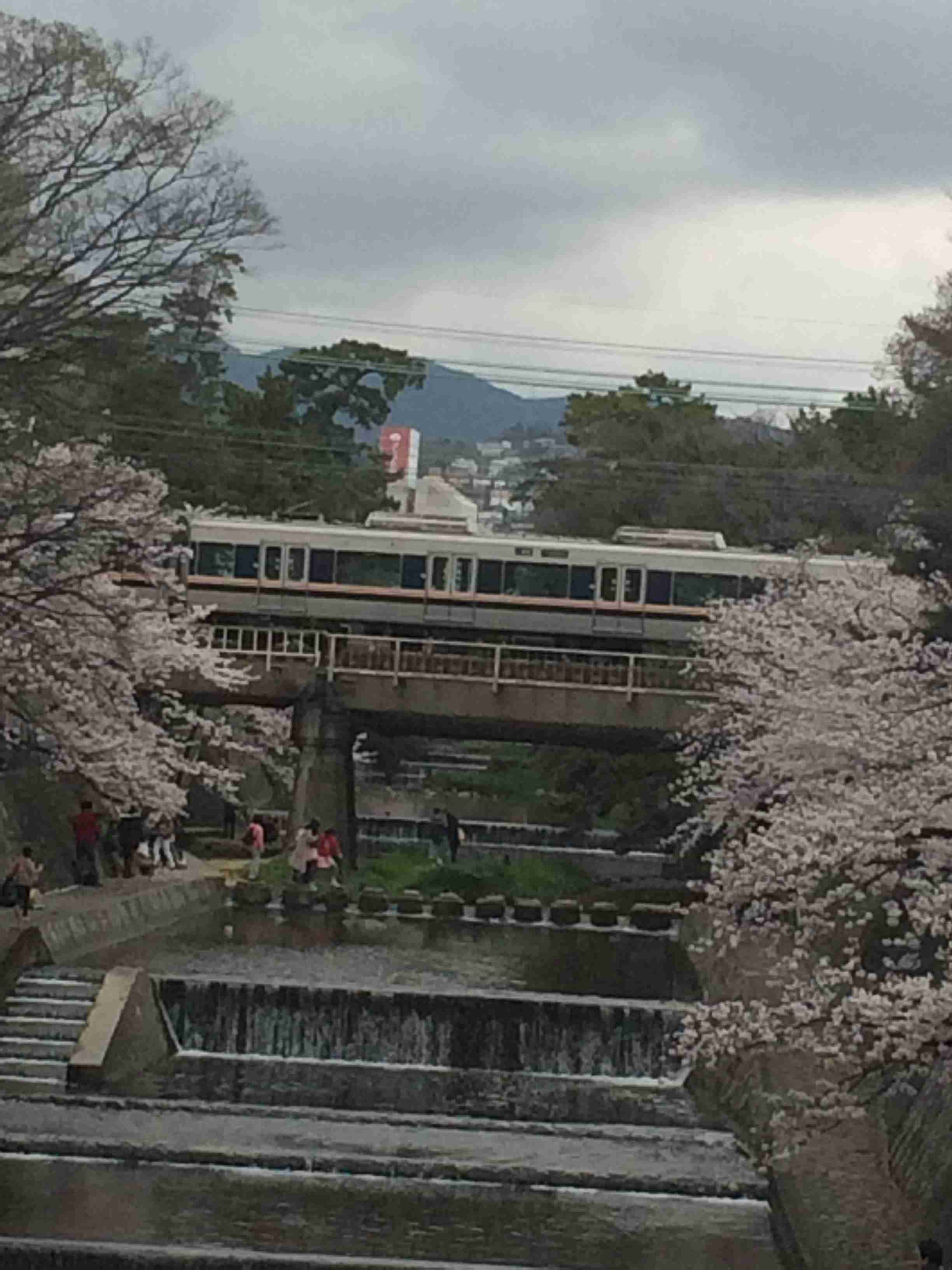 がるちゃん民の撮影した桜が見たい!