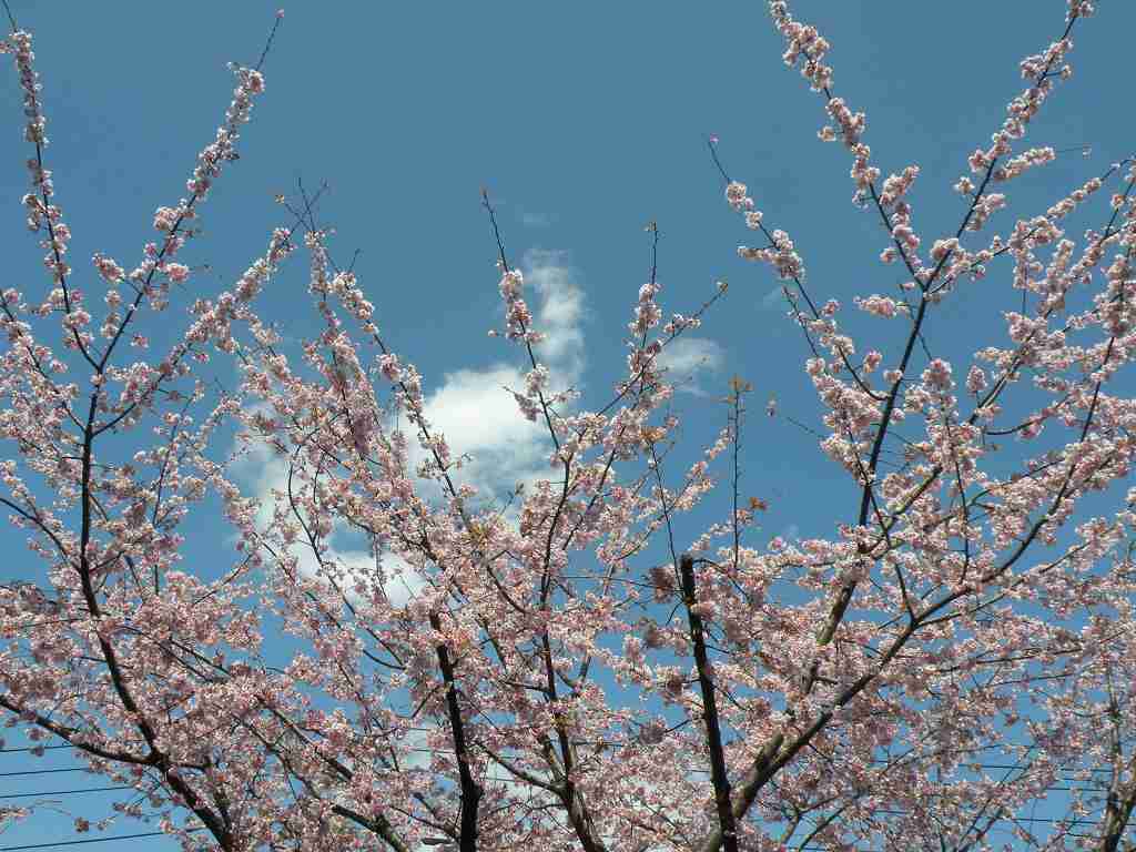 がるちゃん民の撮影した桜が見たい!