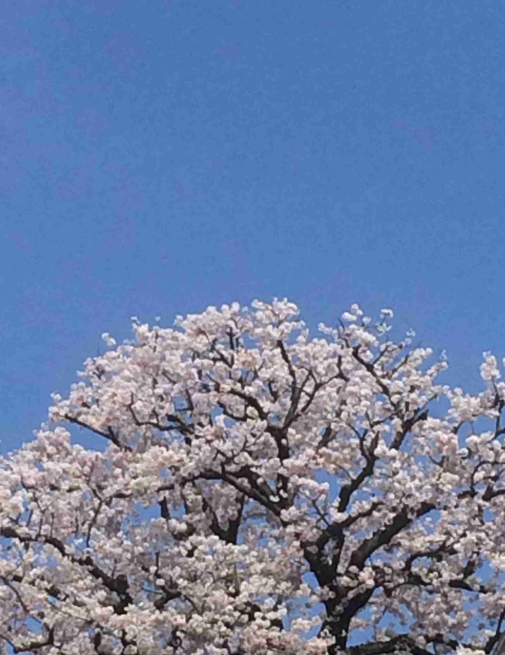 がるちゃん民の撮影した桜が見たい!
