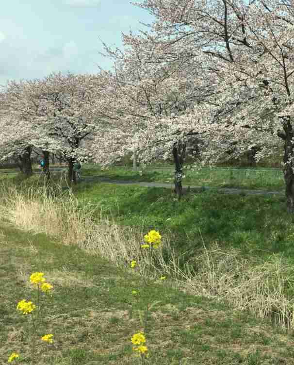 がるちゃん民の撮影した桜が見たい!