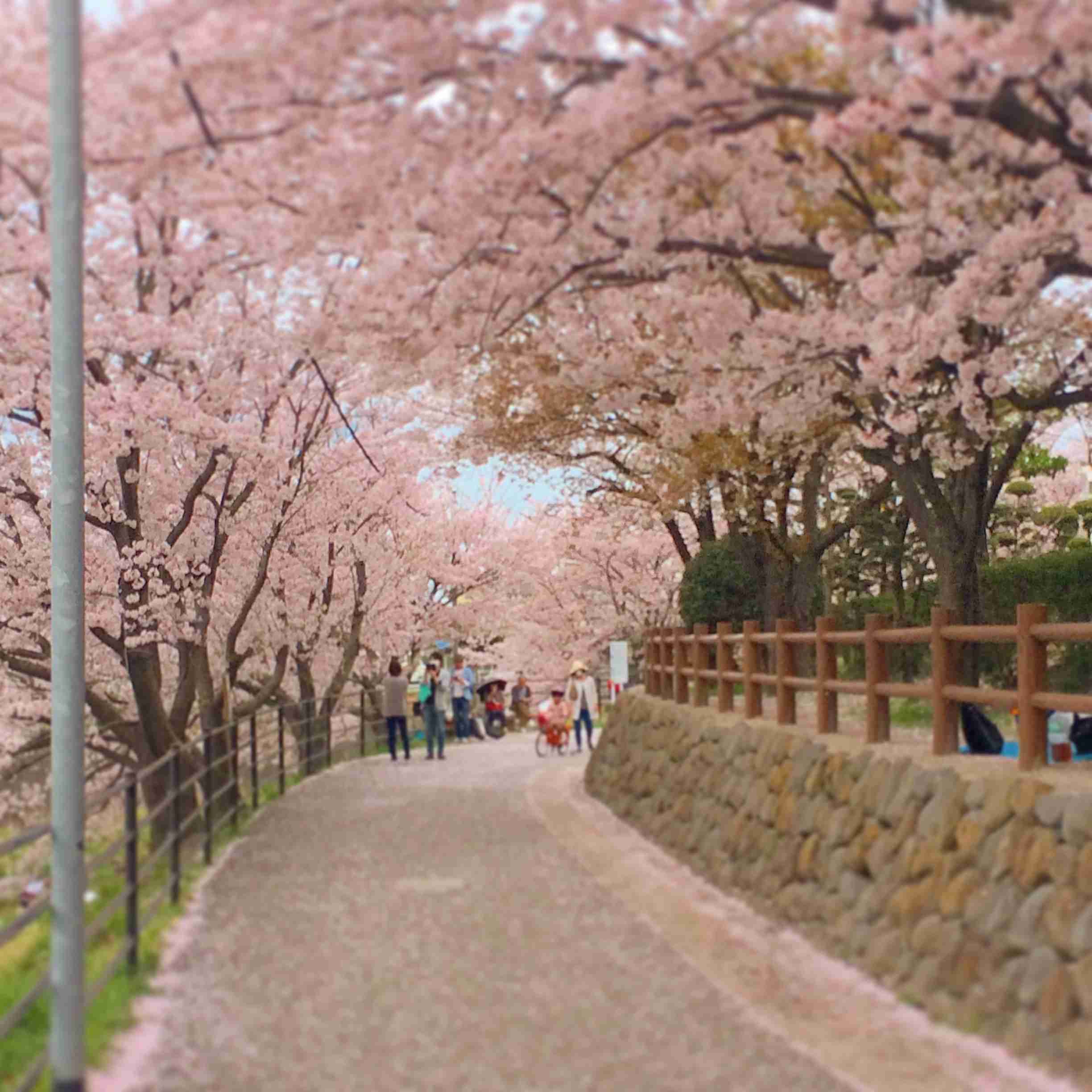 がるちゃん民の撮影した桜が見たい!