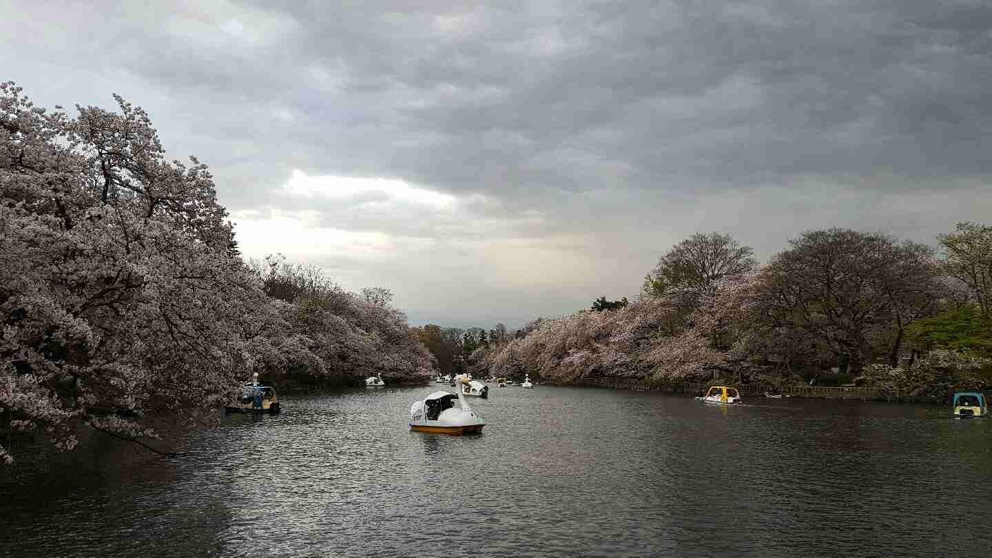 がるちゃん民の撮影した桜が見たい!