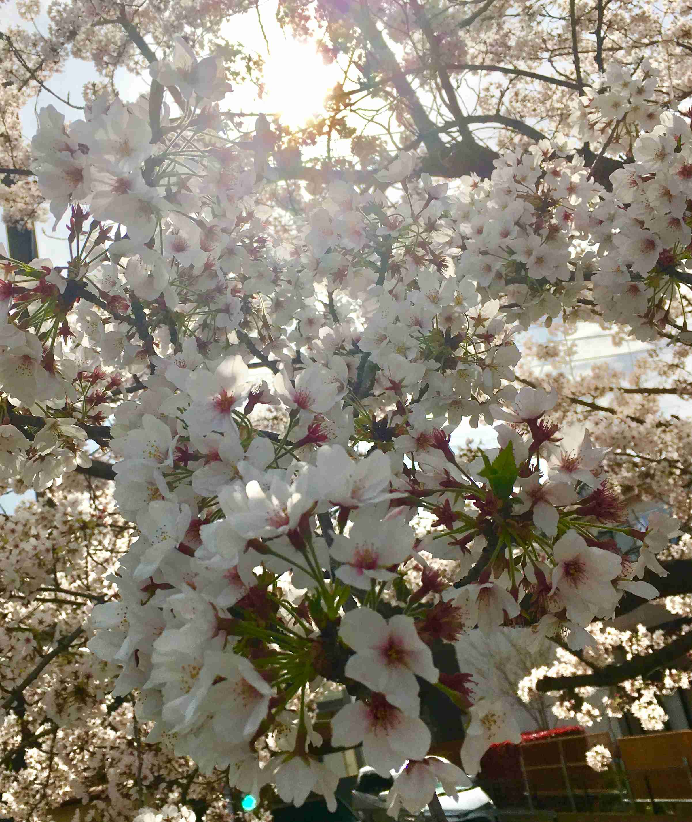 がるちゃん民の撮影した桜が見たい!