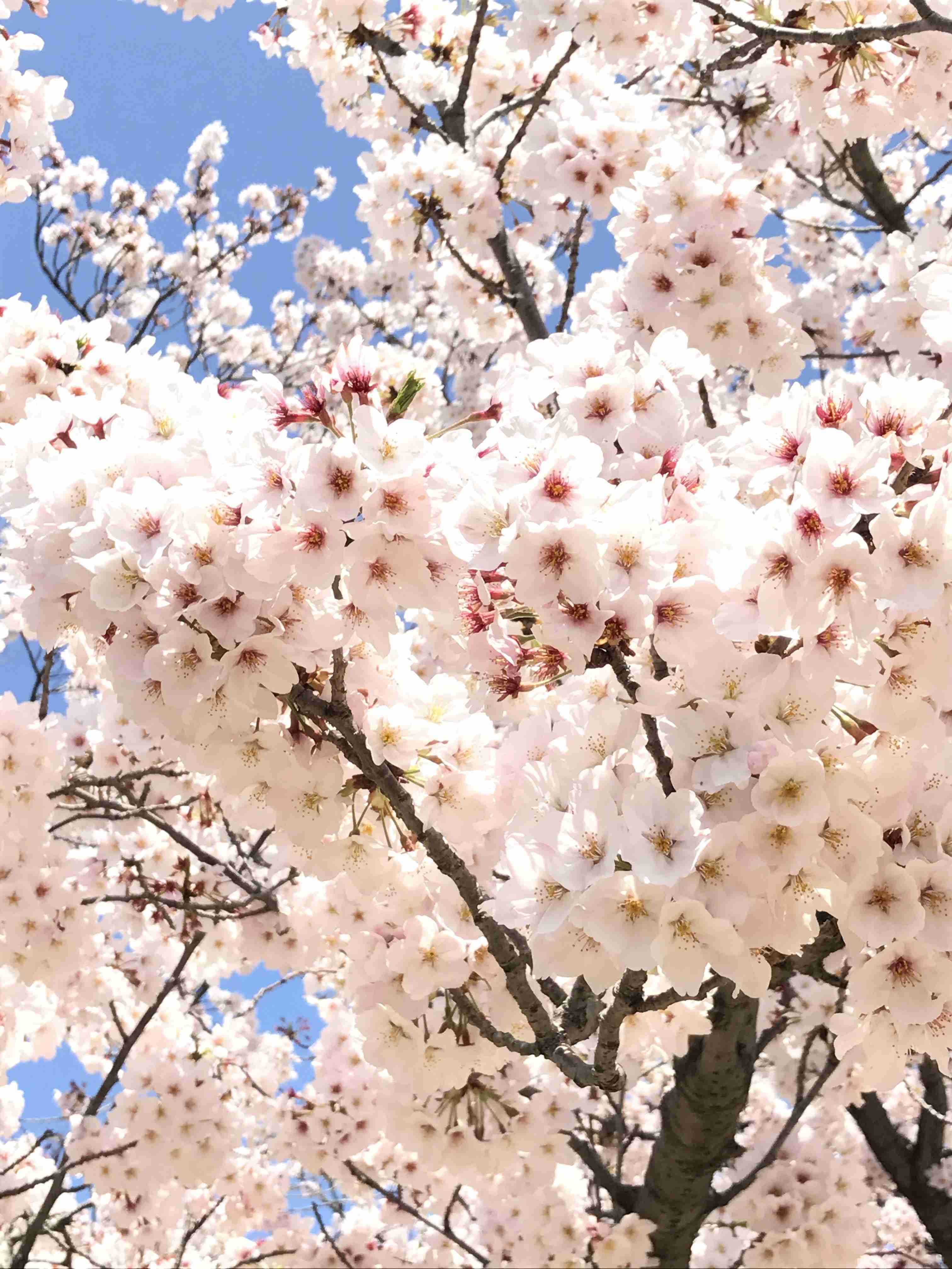 がるちゃん民の撮影した桜が見たい!