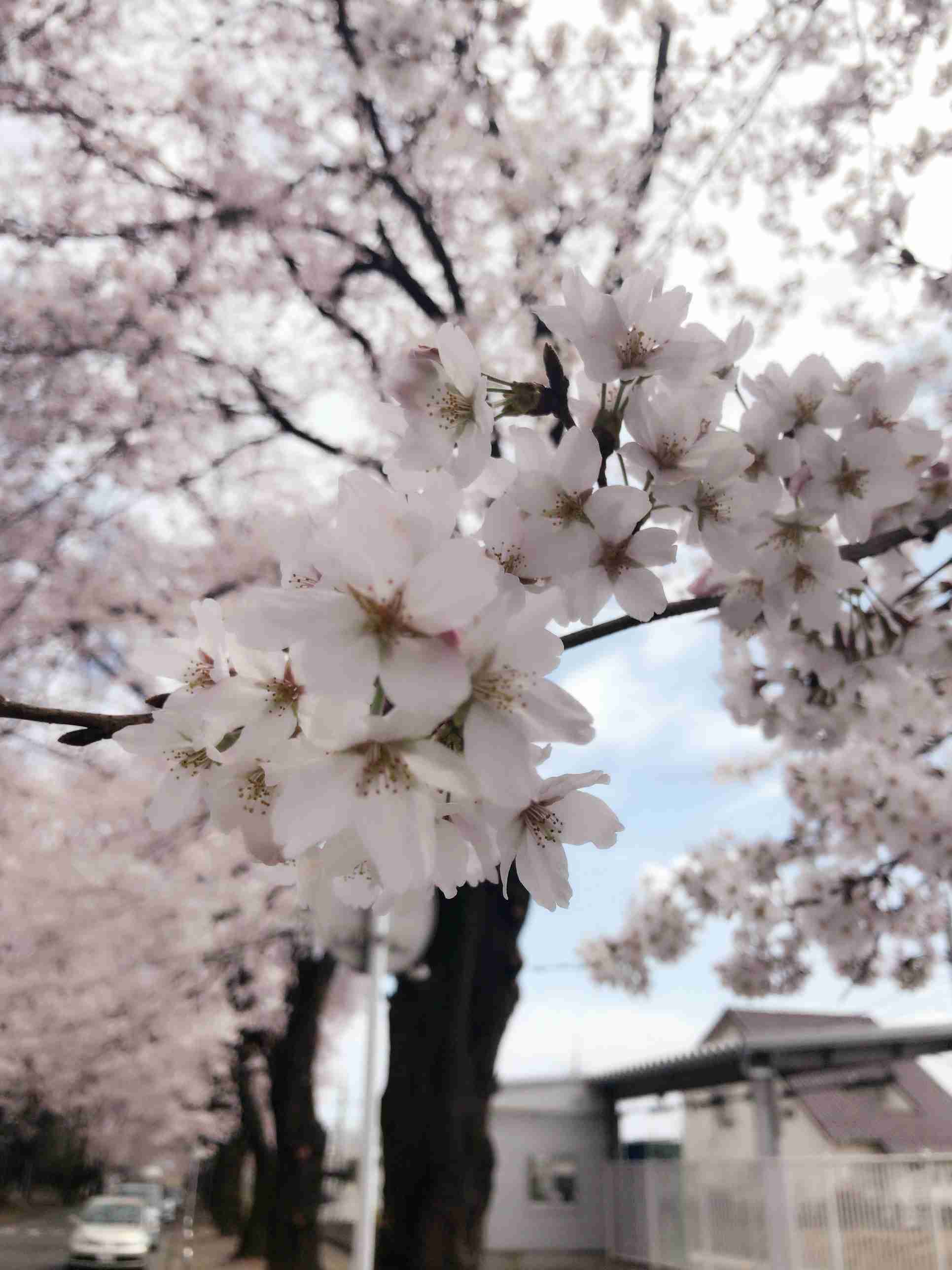 がるちゃん民の撮影した桜が見たい!