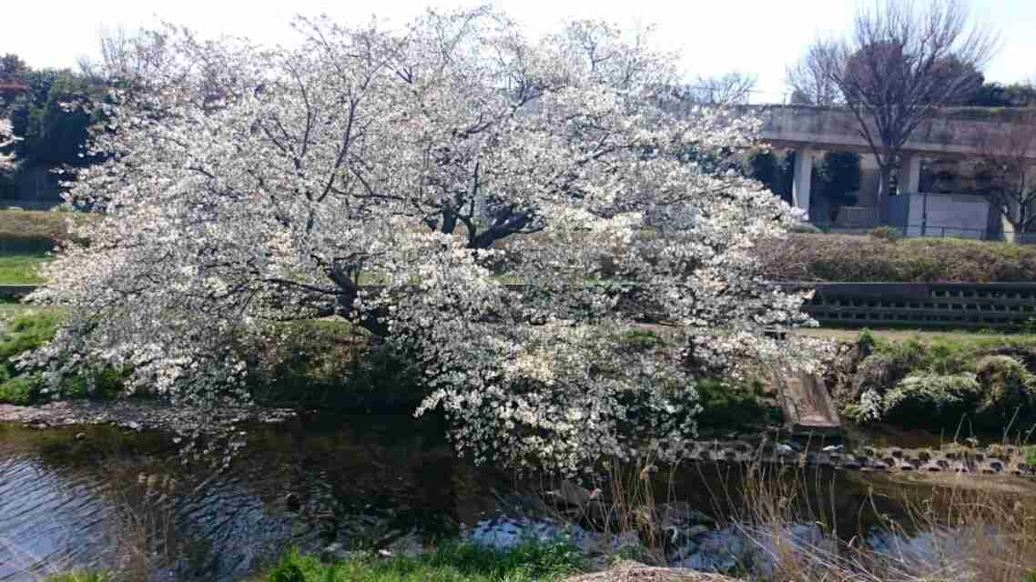 がるちゃん民の撮影した桜が見たい!