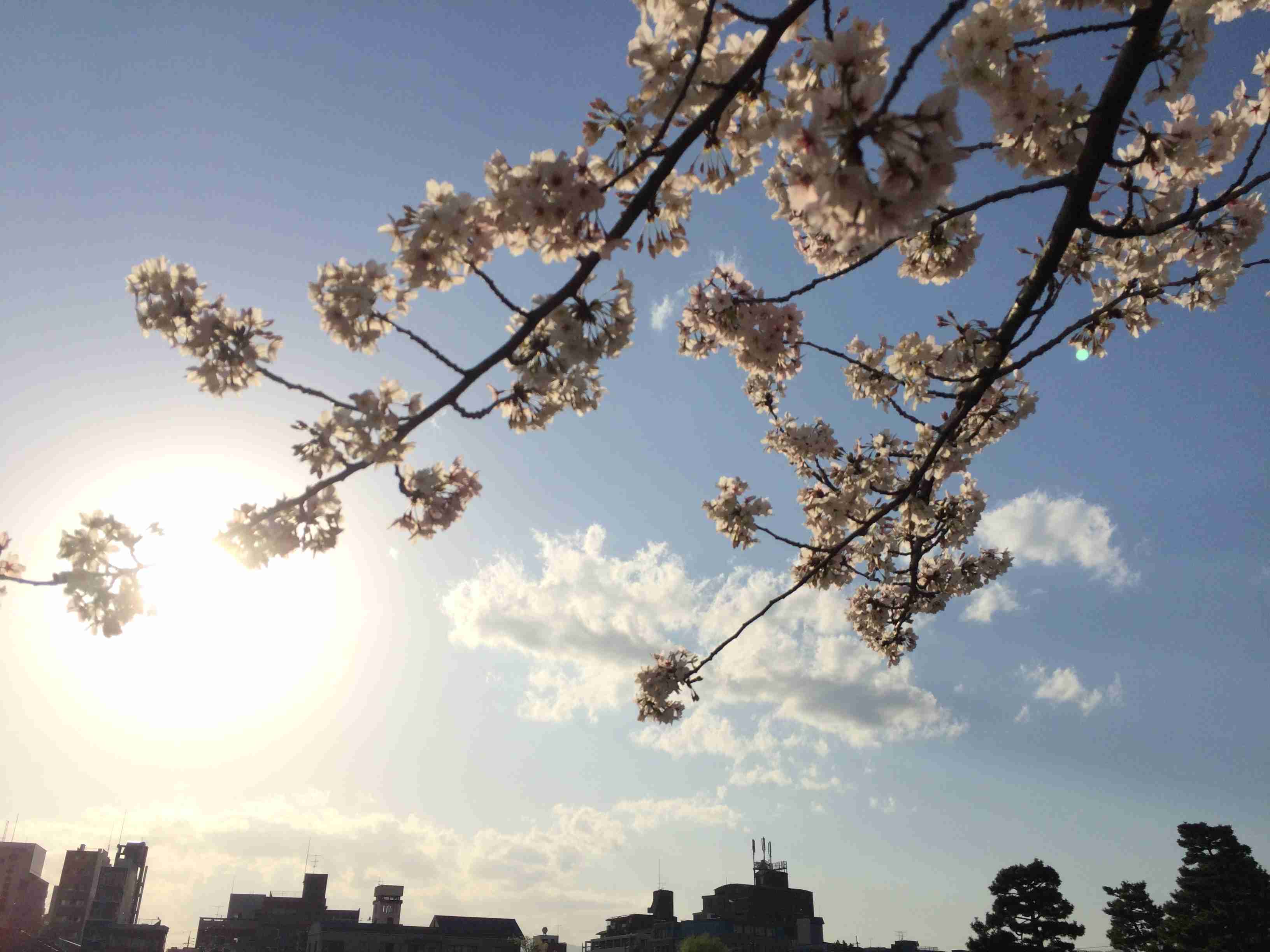 がるちゃん民の撮影した桜が見たい!