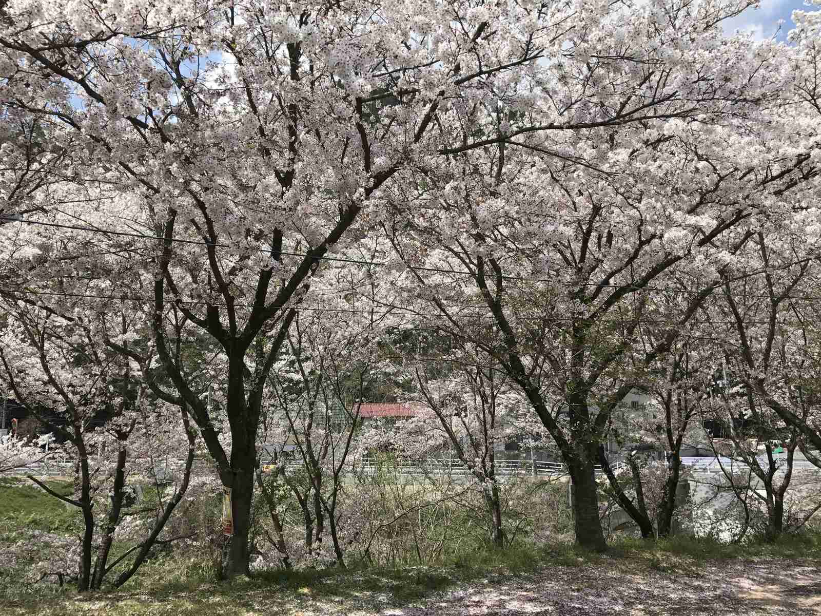 がるちゃん民の撮影した桜が見たい!