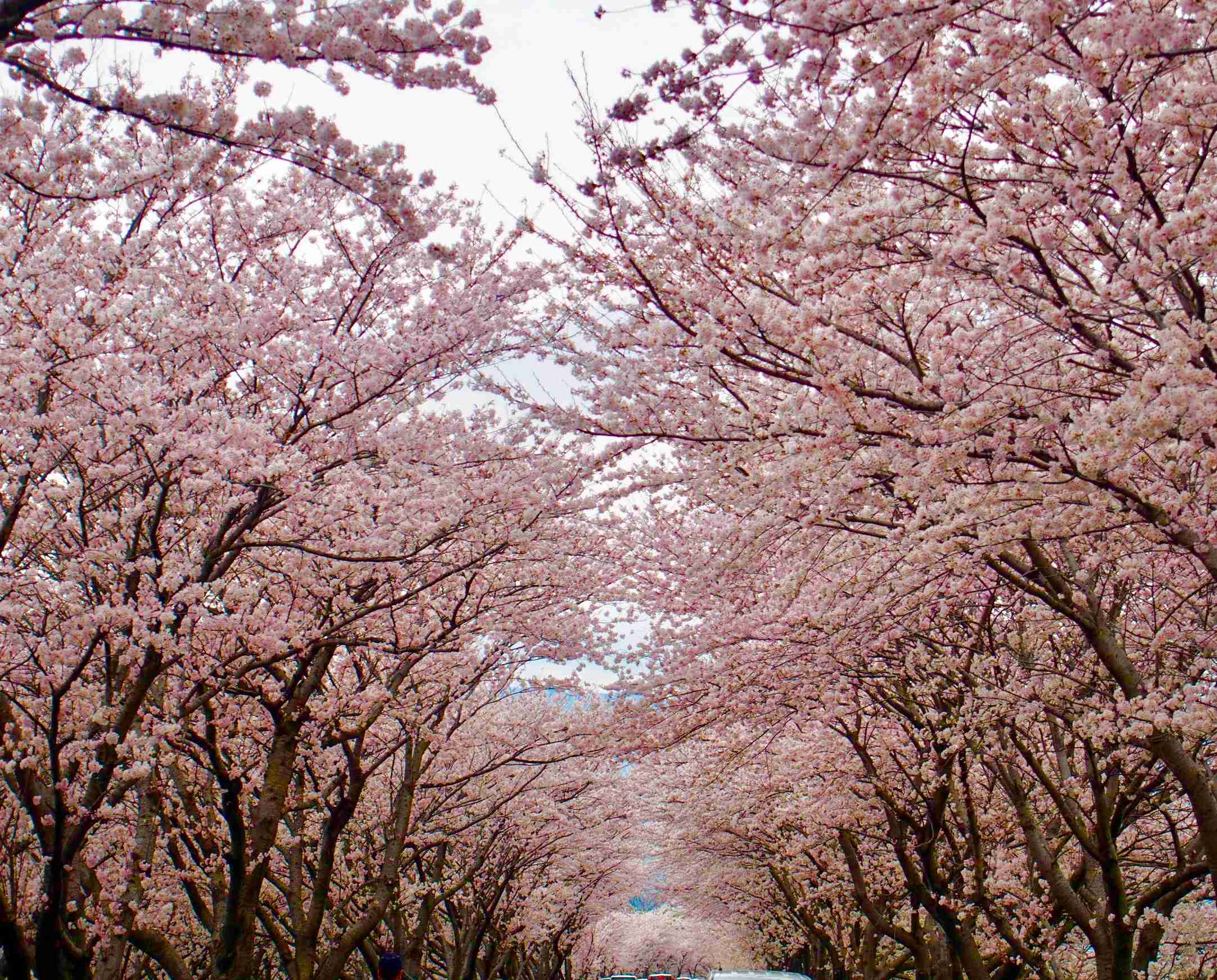 がるちゃん民の撮影した桜が見たい!