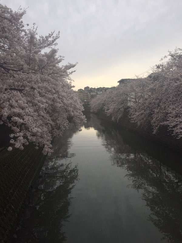 がるちゃん民の撮影した桜が見たい!