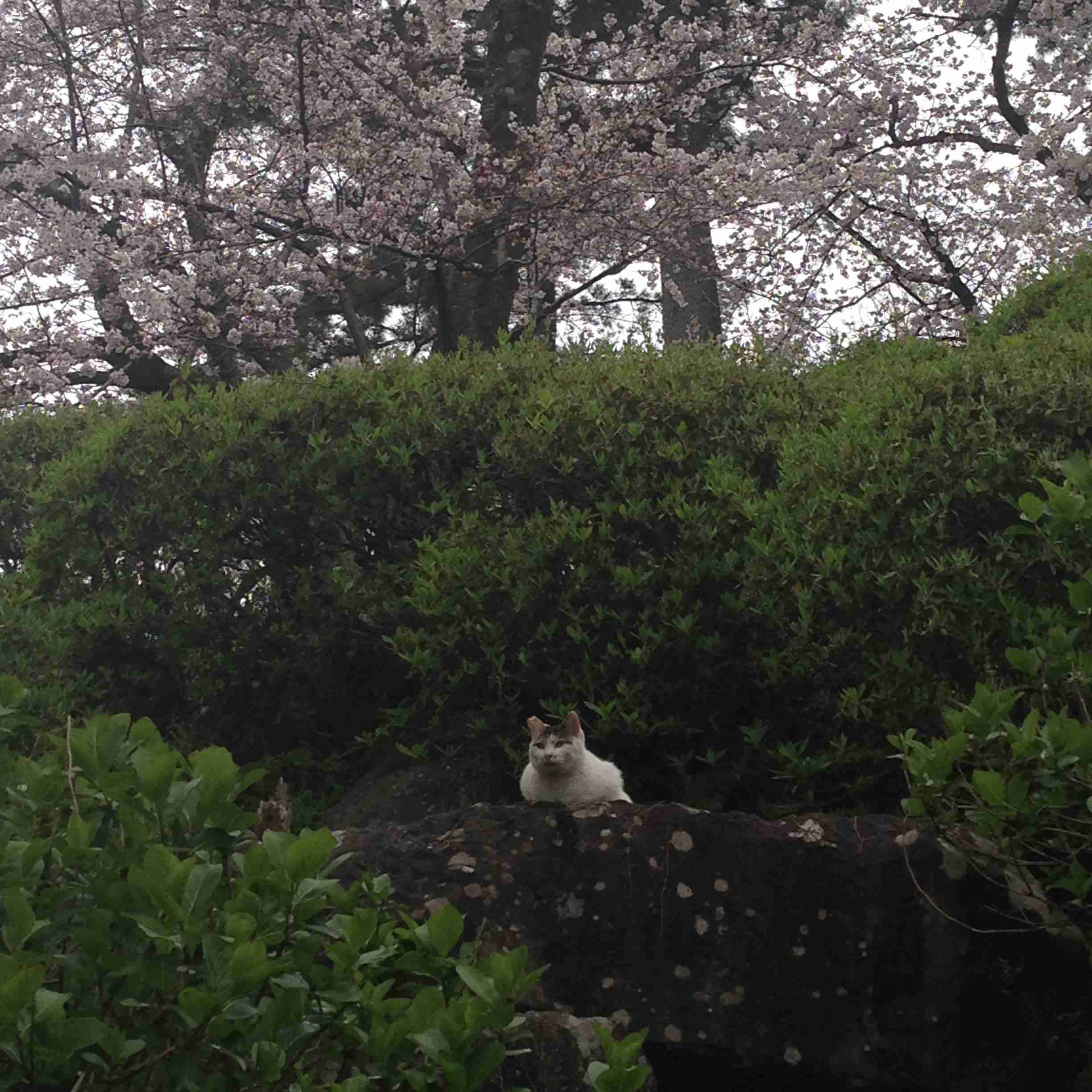 がるちゃん民の撮影した桜が見たい!