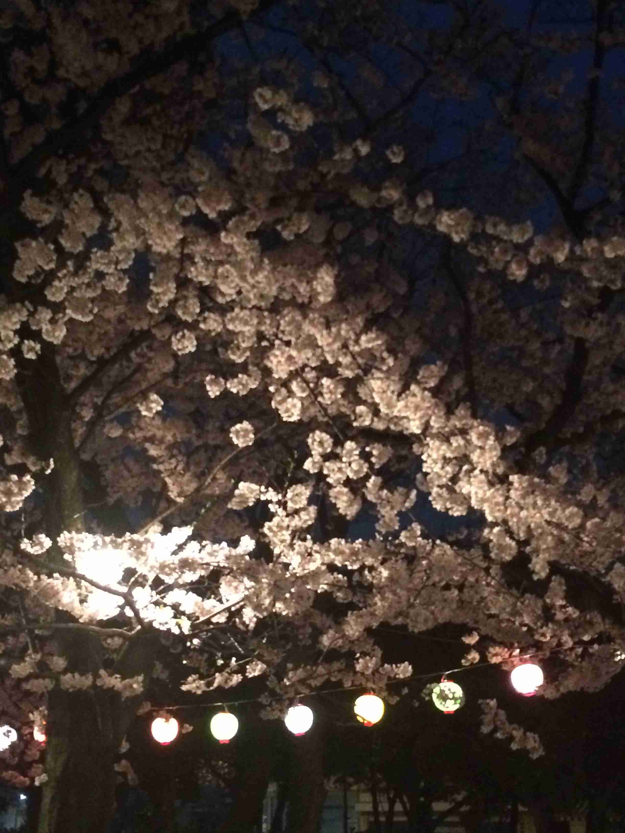 がるちゃん民の撮影した桜が見たい!