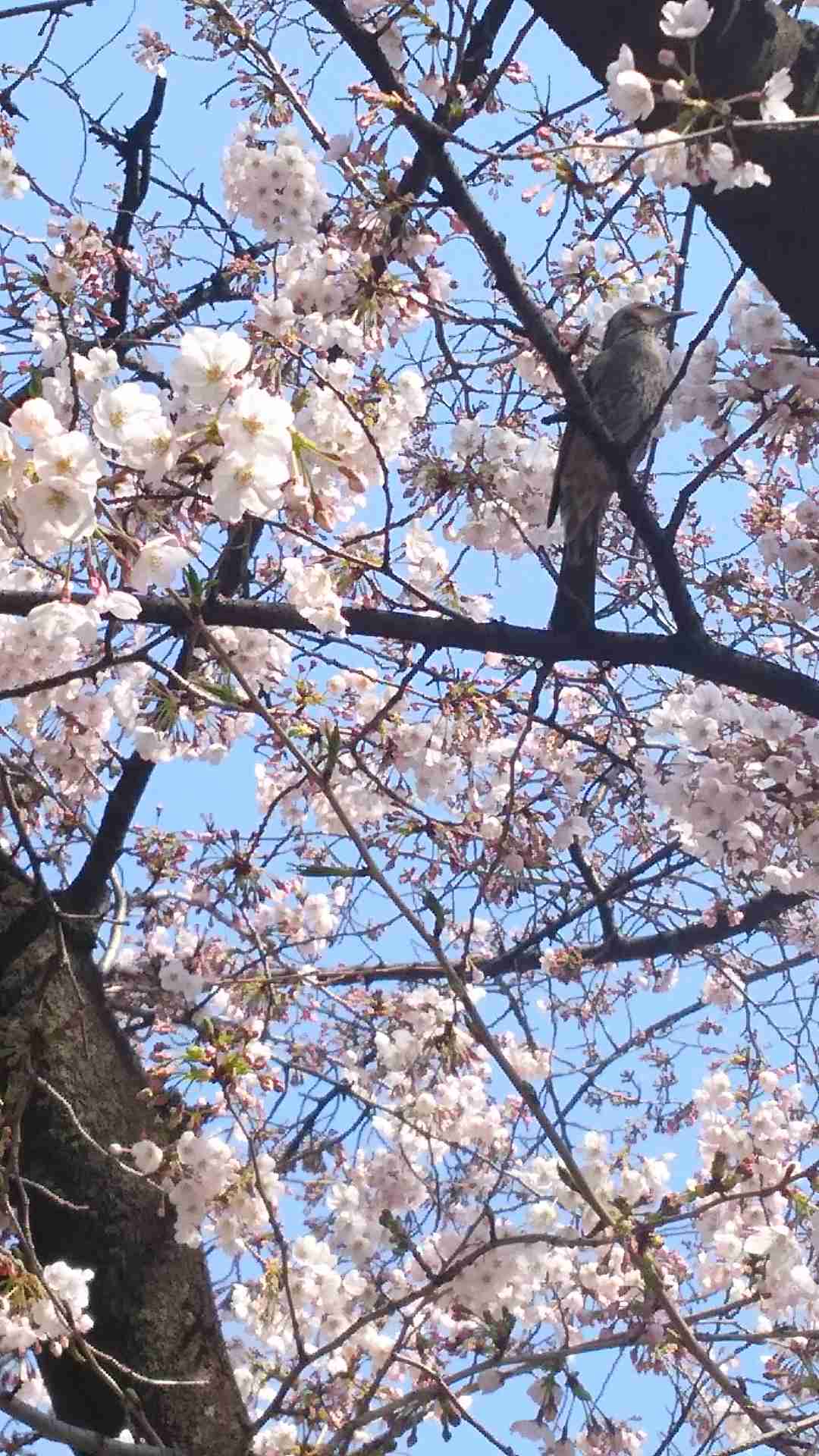 がるちゃん民の撮影した桜が見たい!