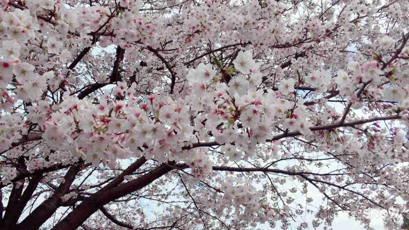 がるちゃん民の撮影した桜が見たい!